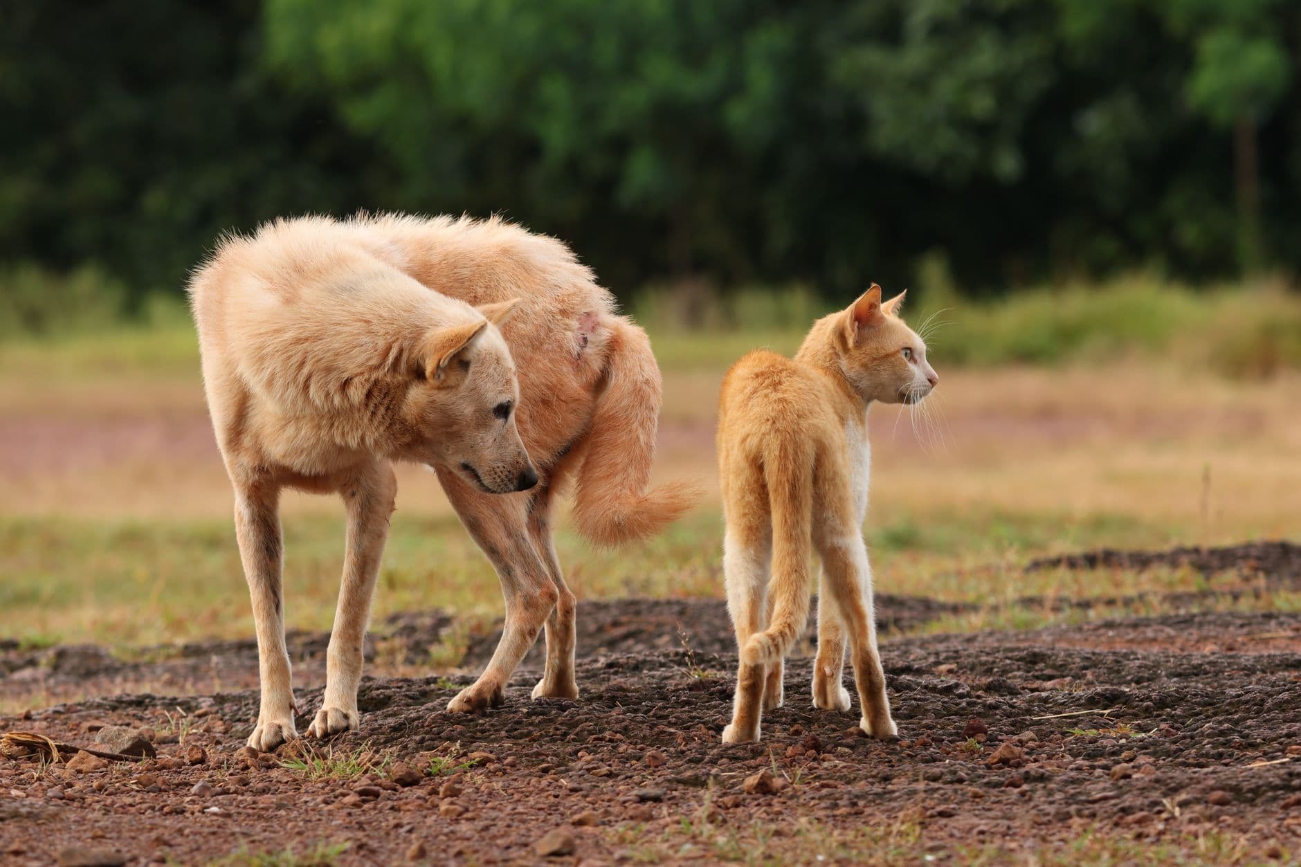 cat and dog together