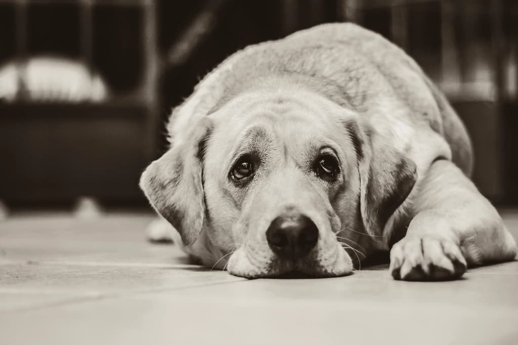 An older Labrador lying comfortably on a thick orthopedic dog bed in a NZ living room