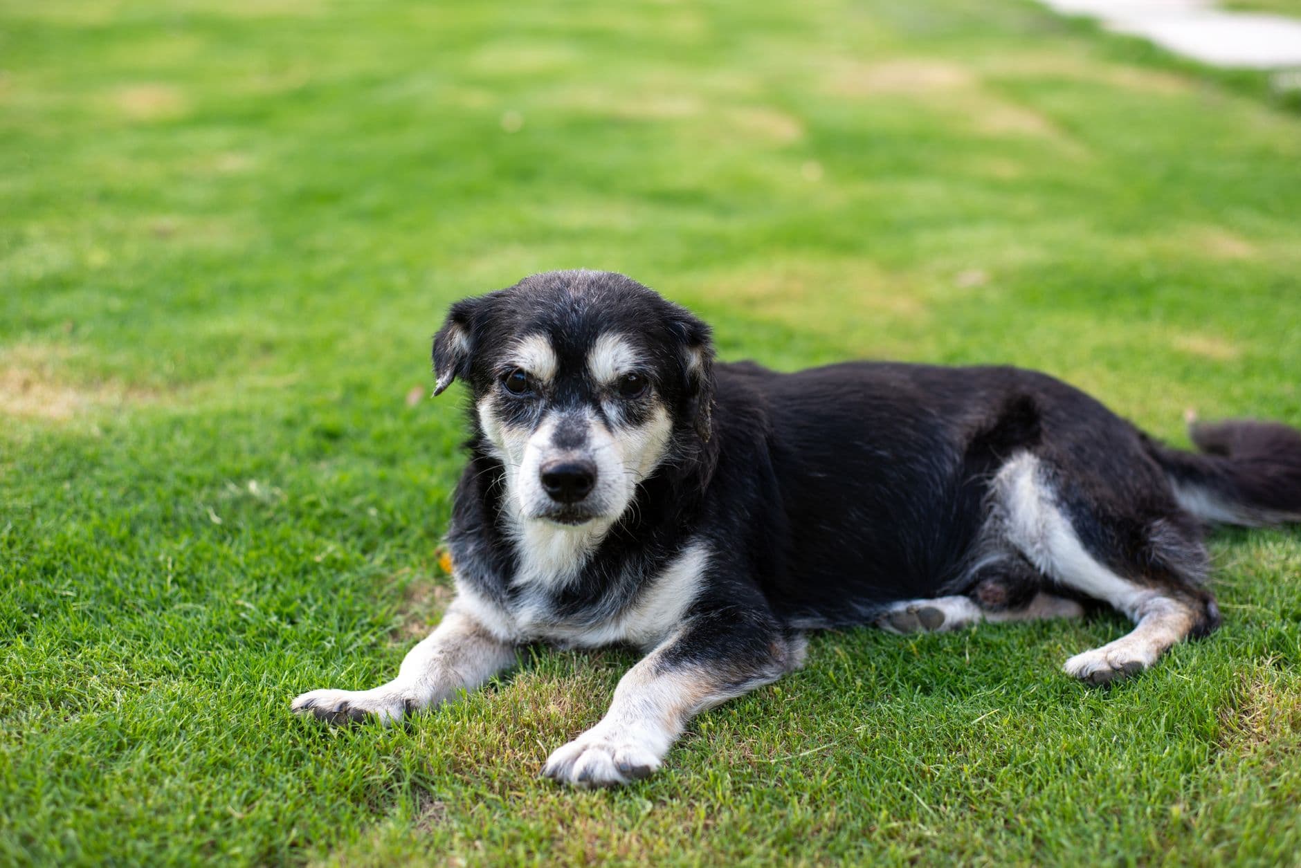 old dog resting