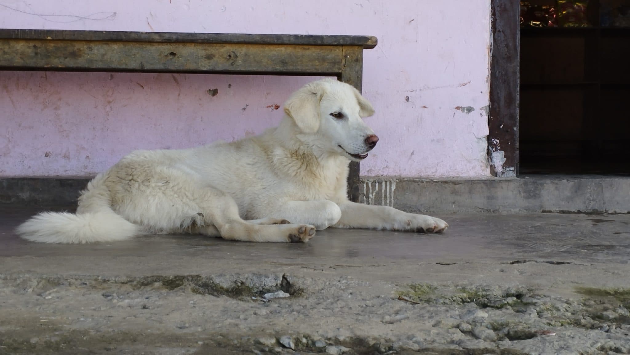 Arthritis in Dogs: Treatment & Management (NZ)