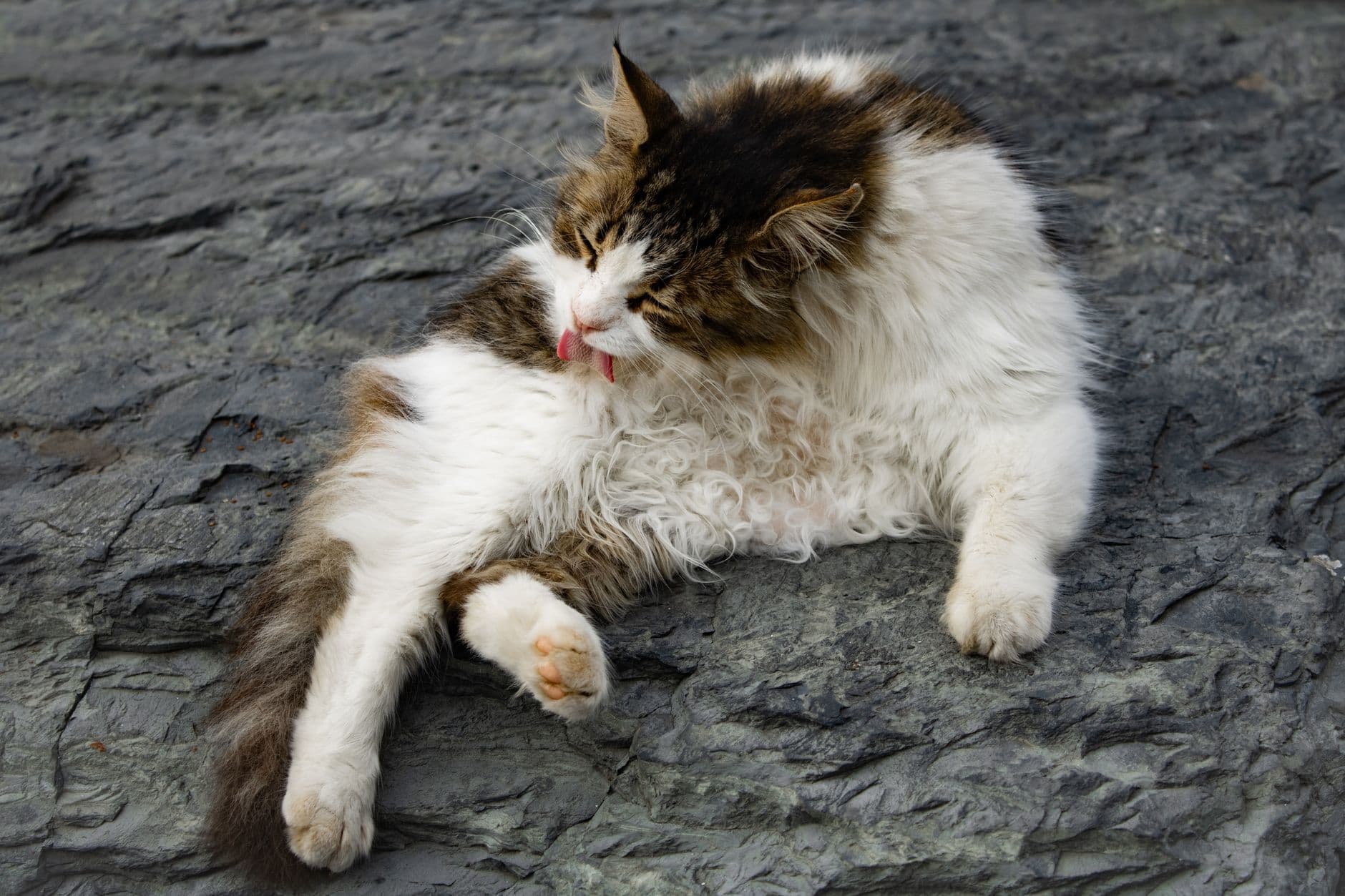 Owner parting a cat's fur with a flea comb to check for fleas