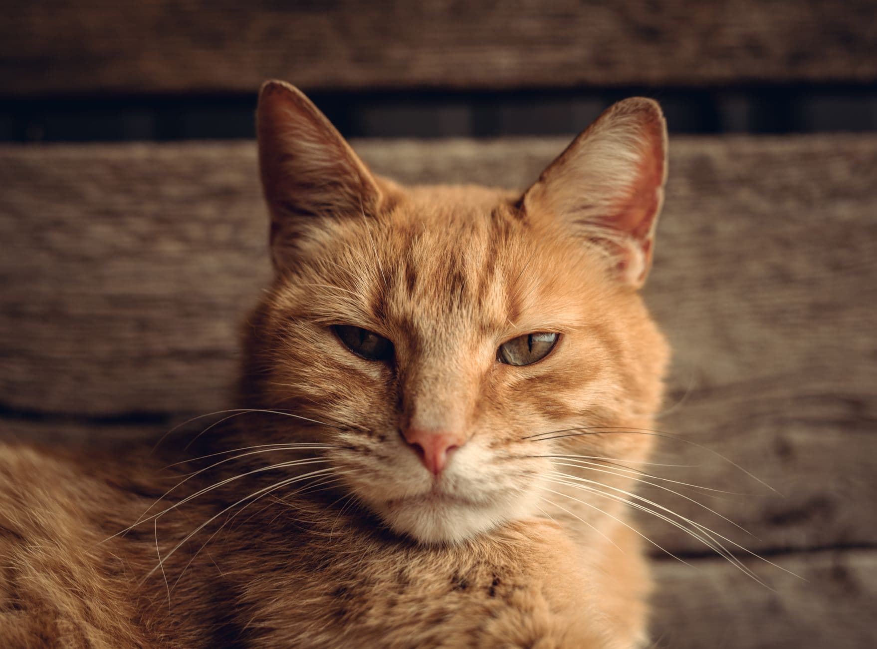 Best Flea Treatments for Cats (NZ 2026)