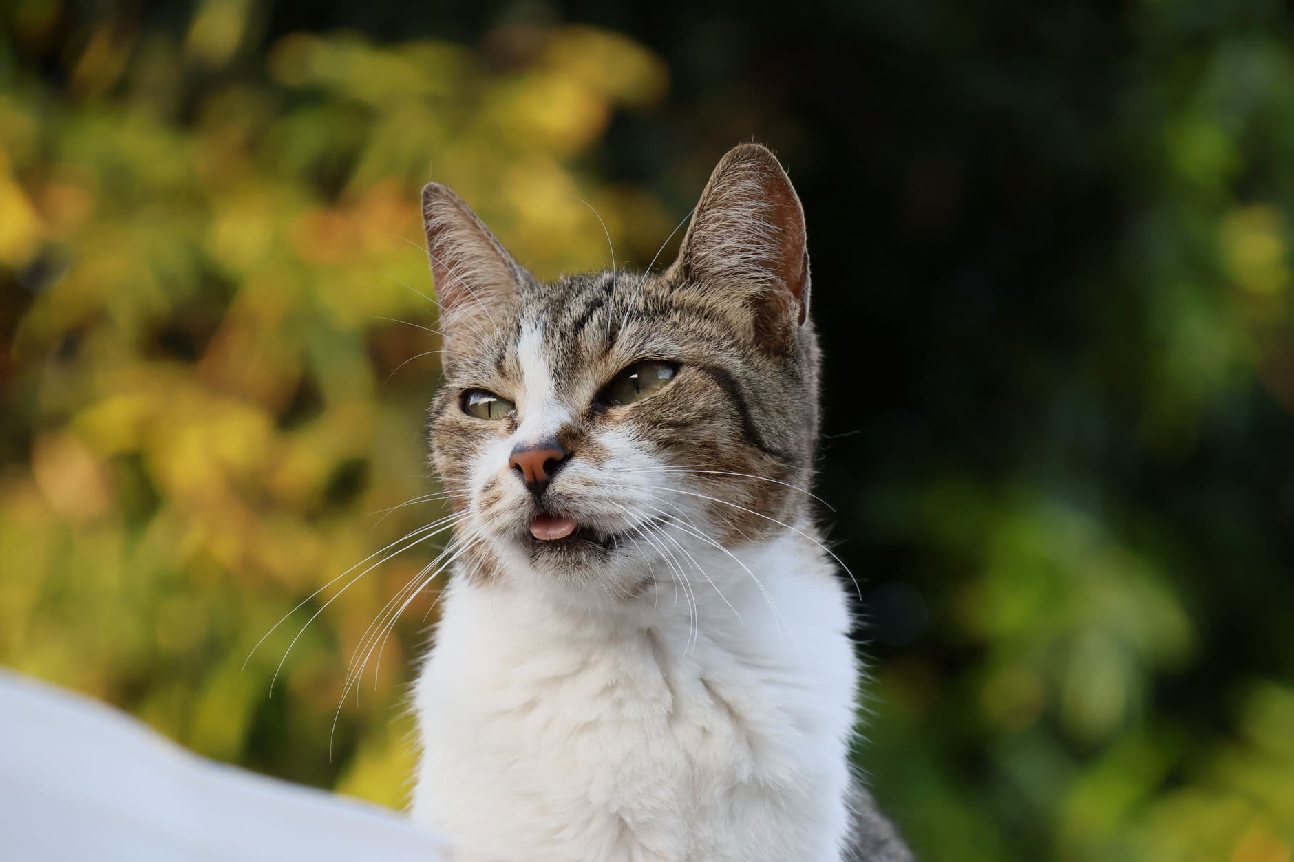 A cat eating from a bowl next to bags of premium and mid-range cat food on a kitchen bench