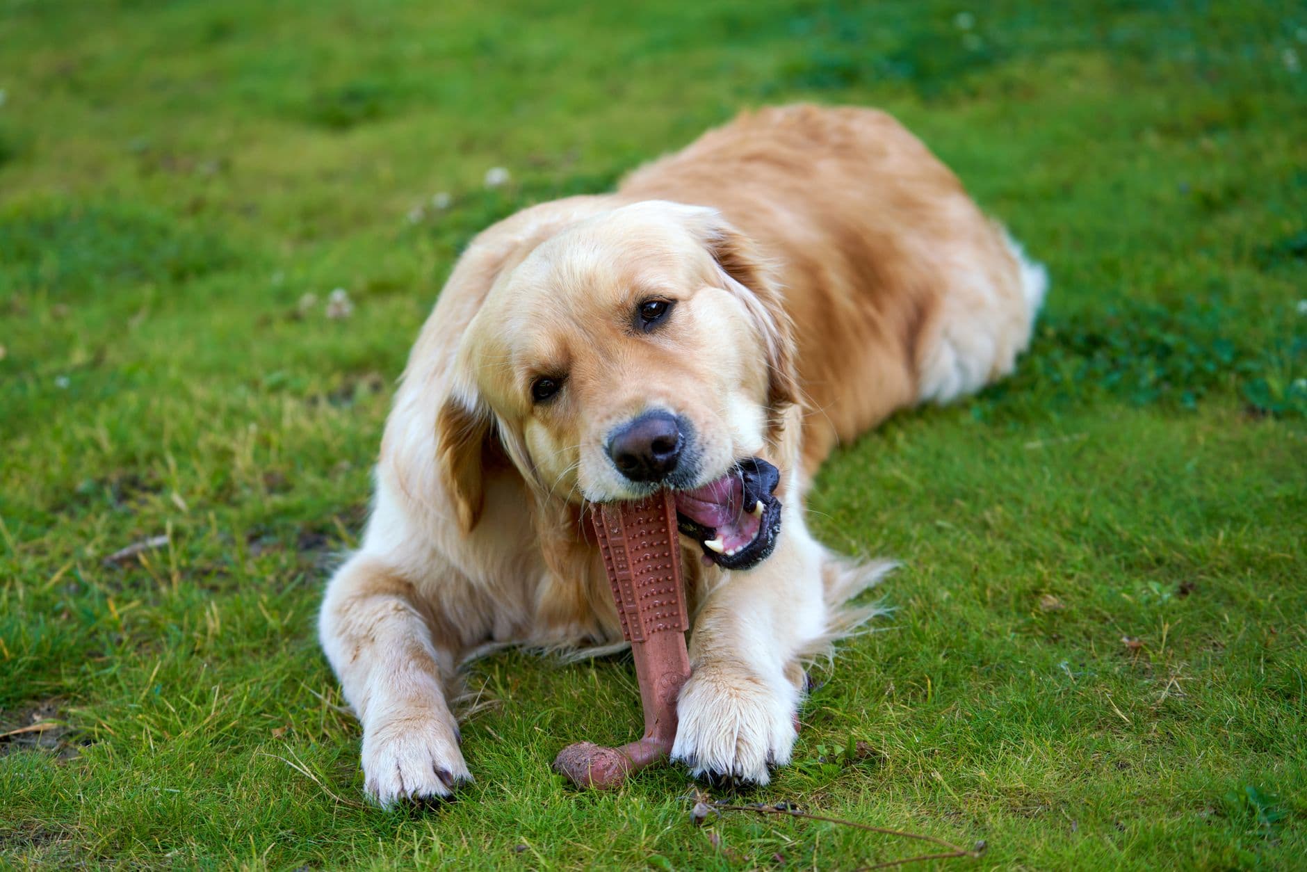 Three types of dog dental chews laid out on a bench next to a dog toothbrush