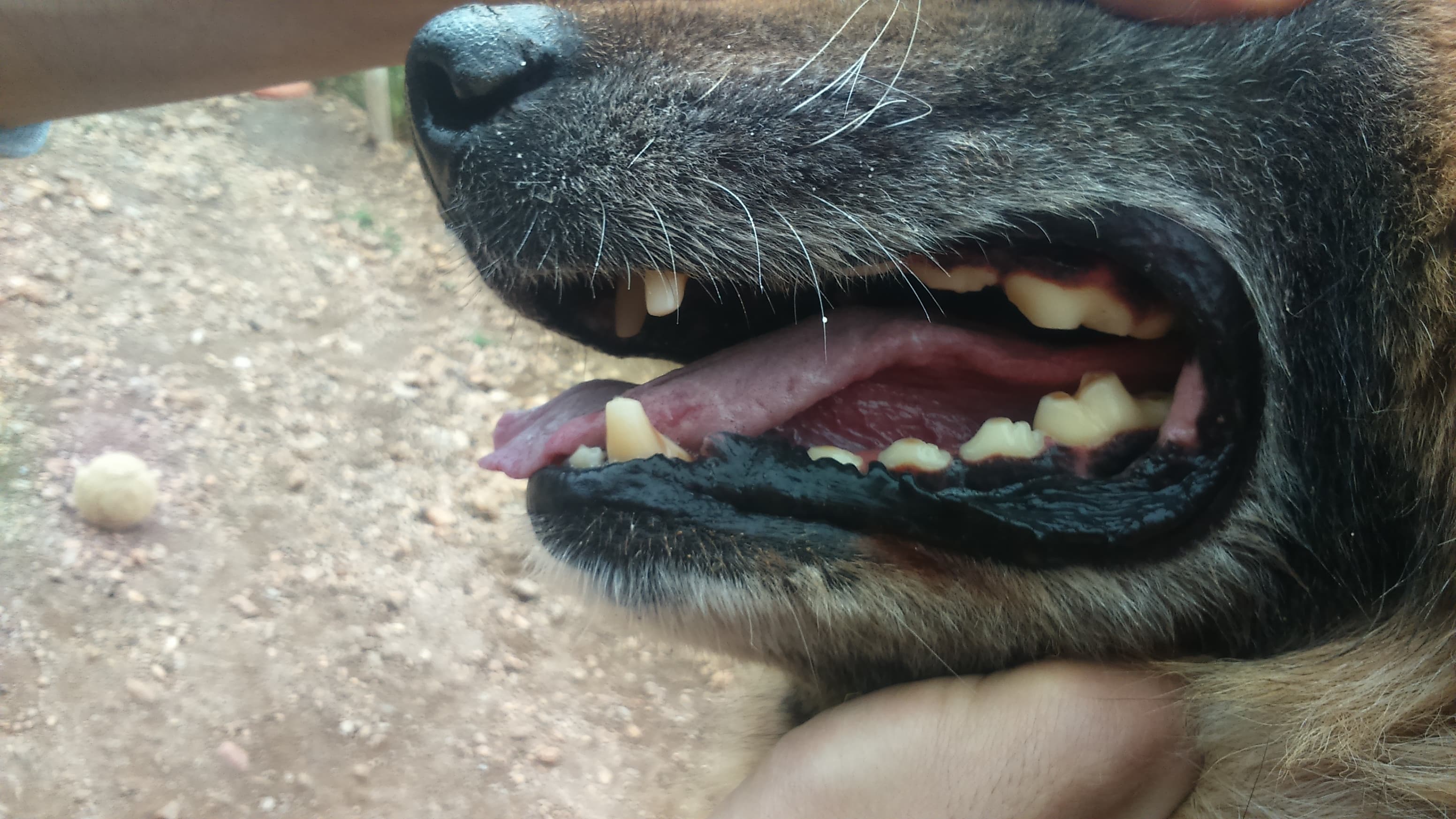 Three types of dog dental chews laid out on a bench next to a dog toothbrush
