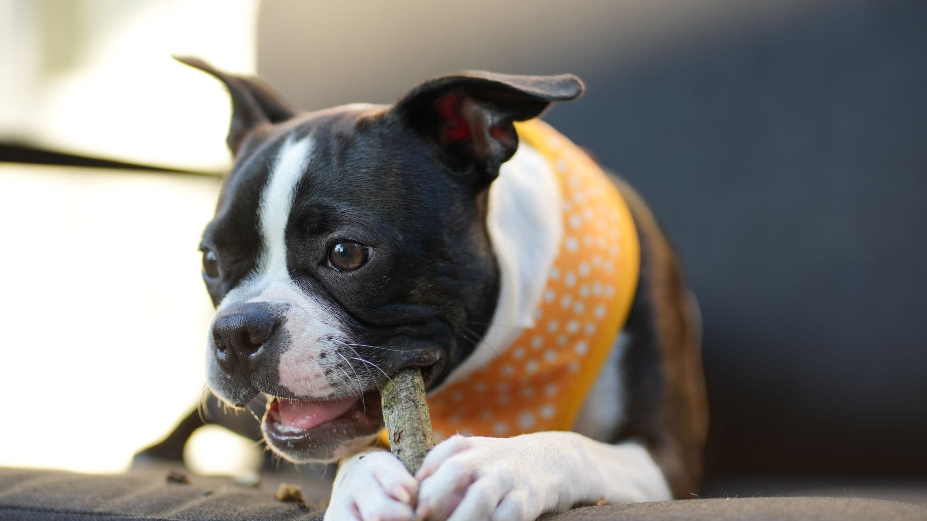 dog chewing a treat