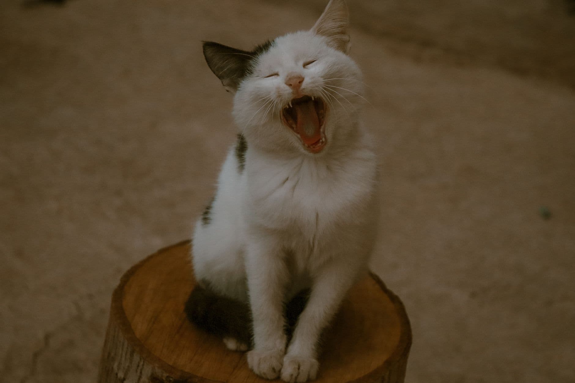 A cat biting into a large dental kibble piece, showing the chewing action that scrubs the tooth