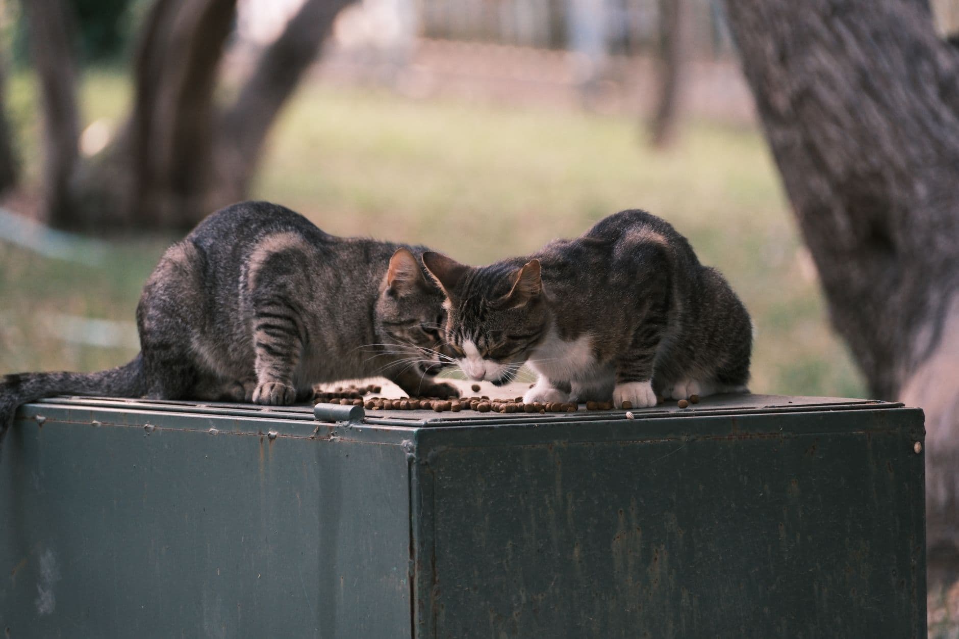 cat eating a treat