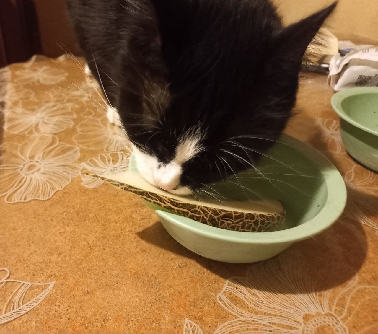 Best Dental Treats for Cats (NZ)