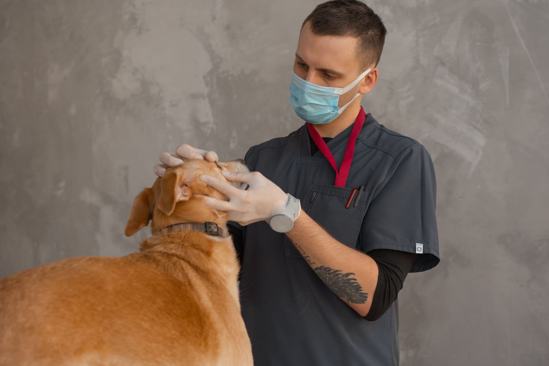 Owner parting a dog's fur with a flea comb to check for fleas near the tail