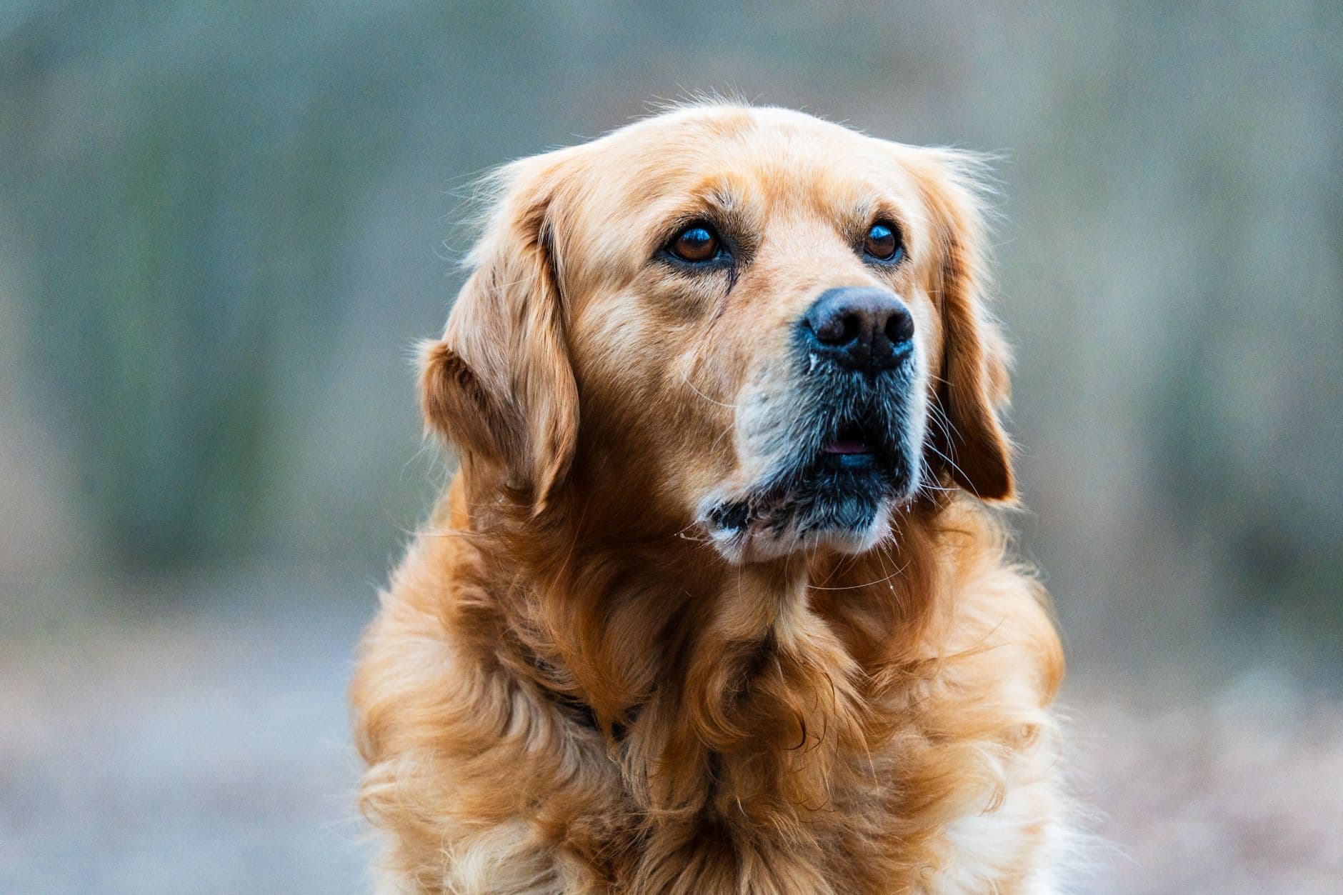dog scratching itself outdoors