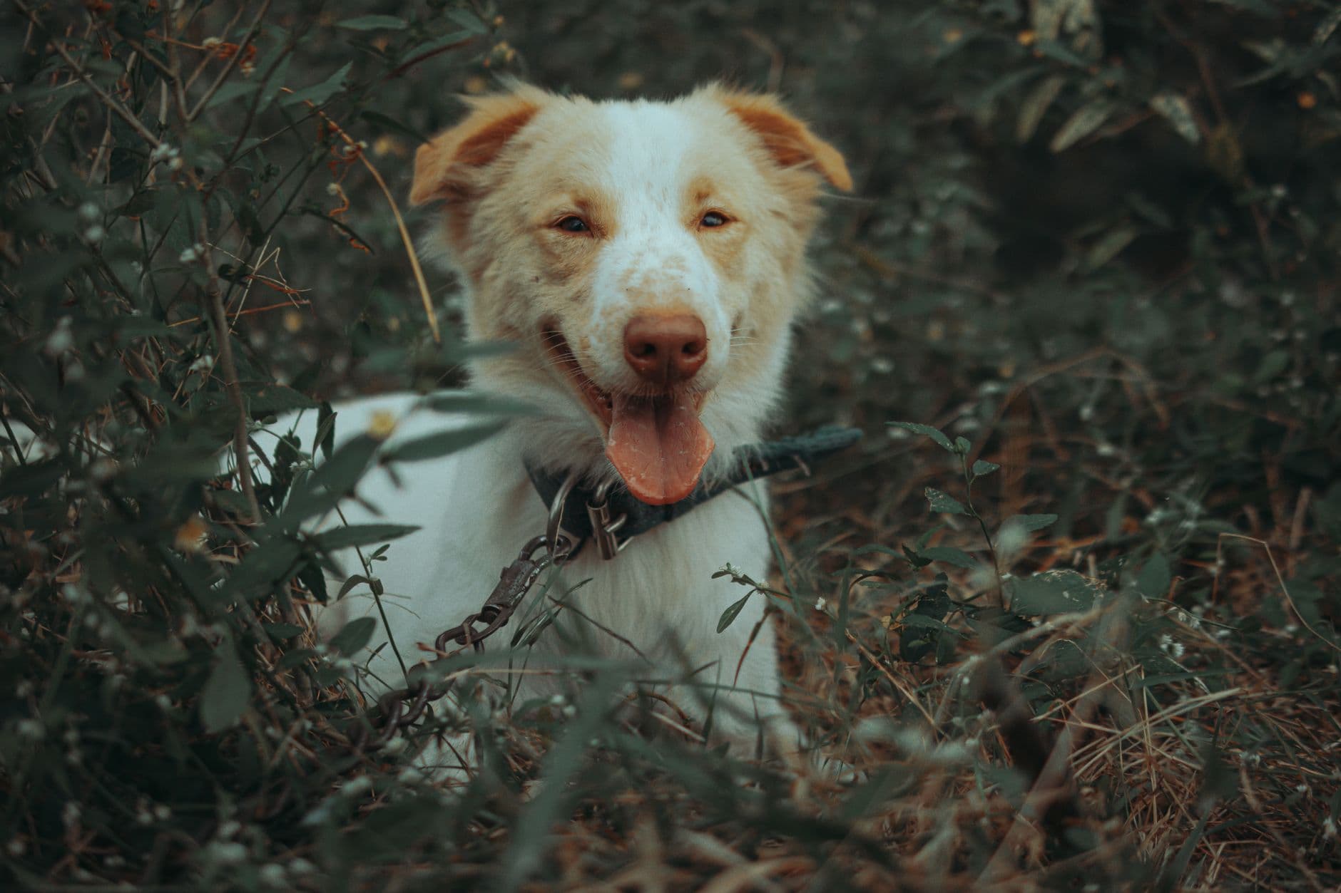 A healthy dog with a glossy coat eating from a bowl in a New Zealand kitchen