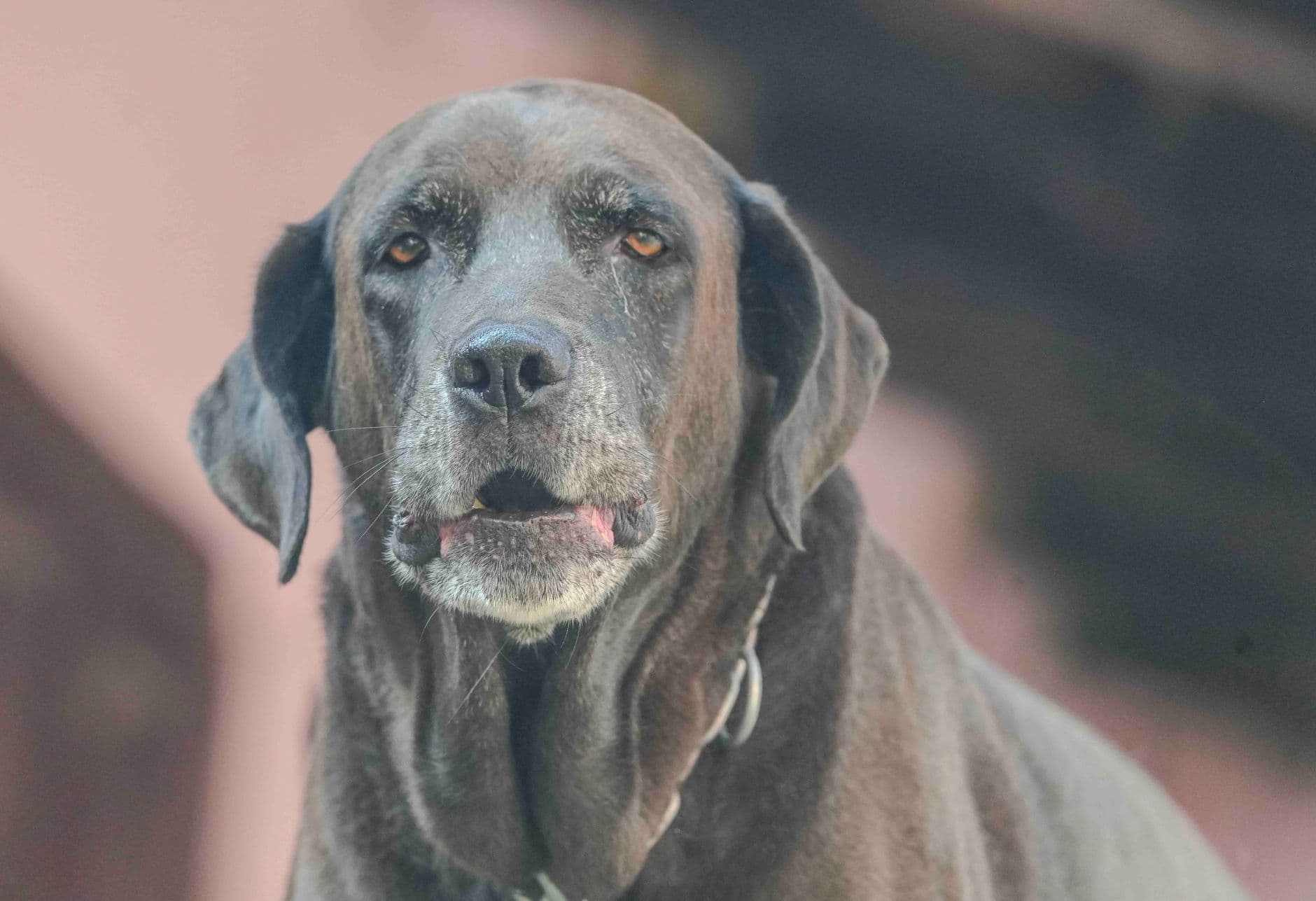 senior dog lying down