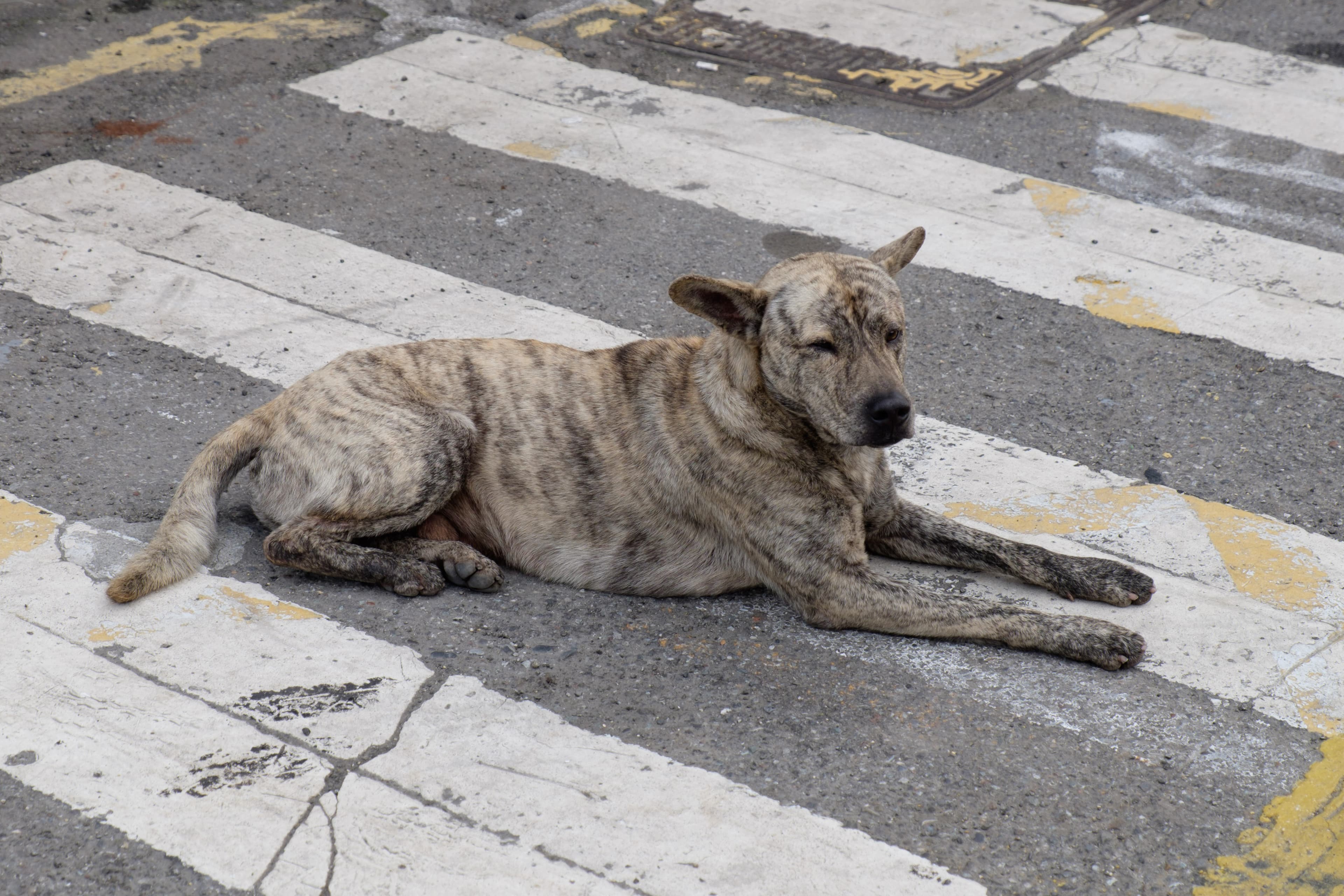 Best Joint Supplements for Dogs (NZ)