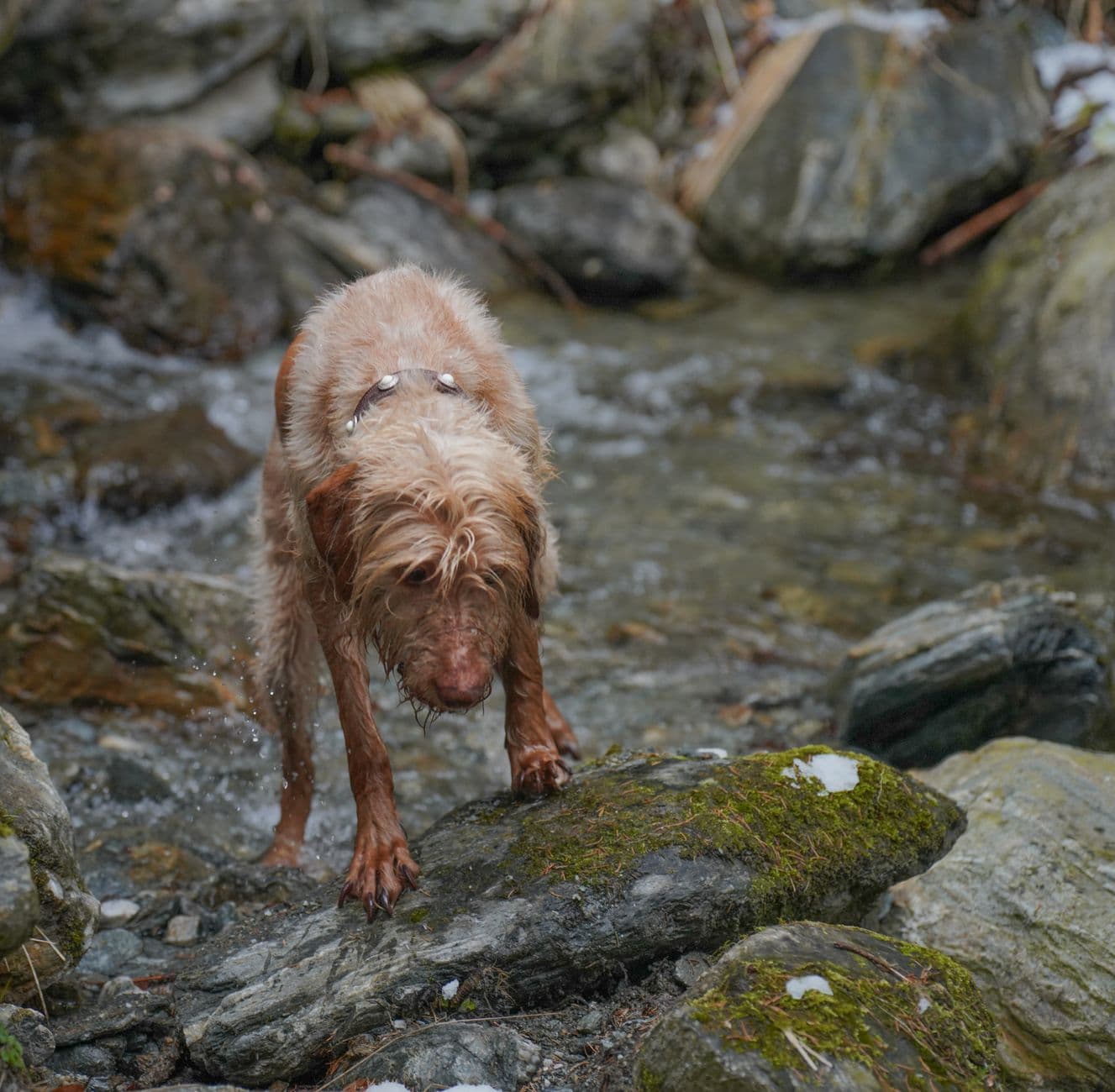 A dog being lathered with medicated shampoo in a bath, with the lather worked down to the skin
