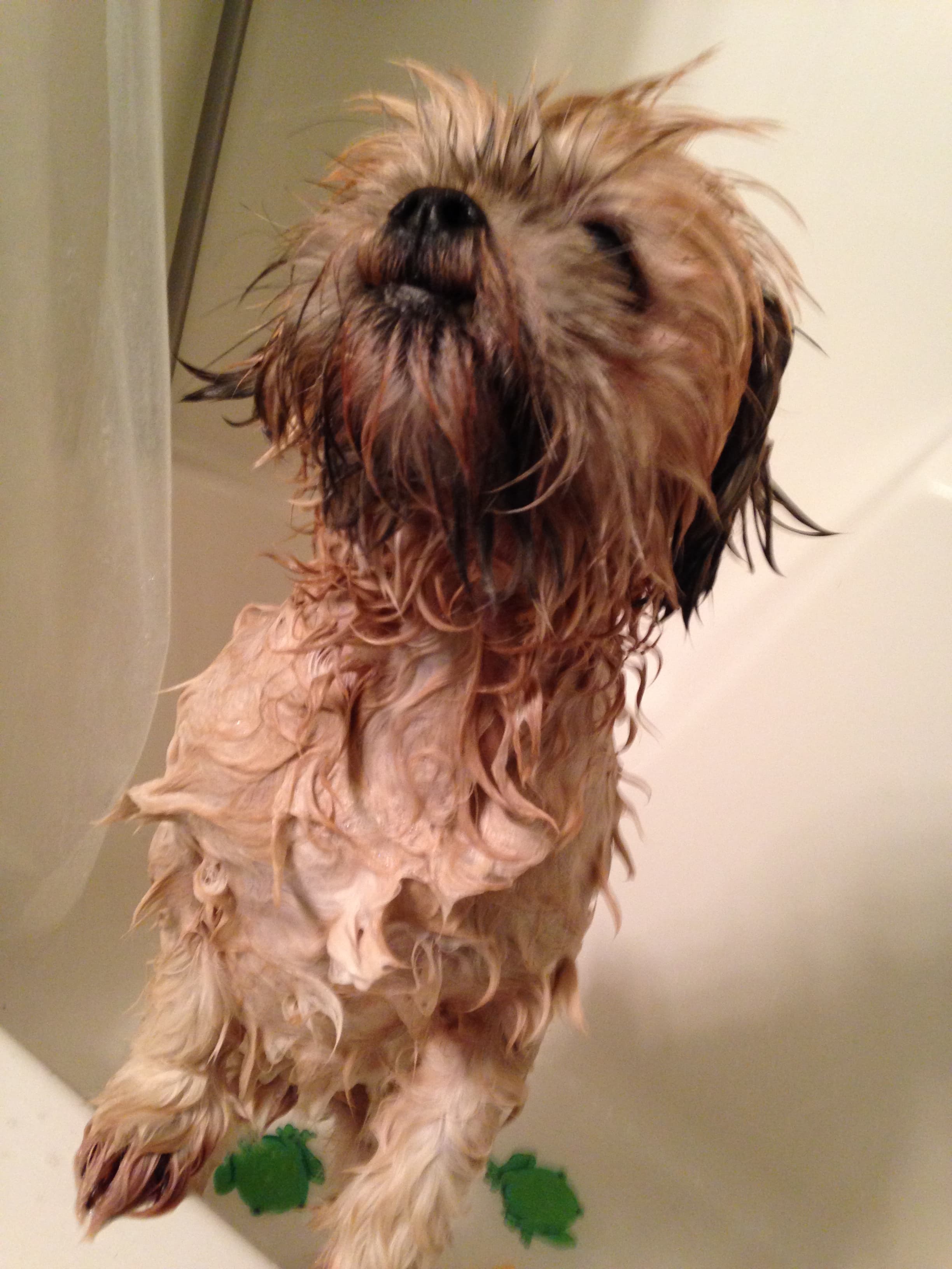 A dog being lathered with medicated shampoo in a bath, with the lather worked down to the skin