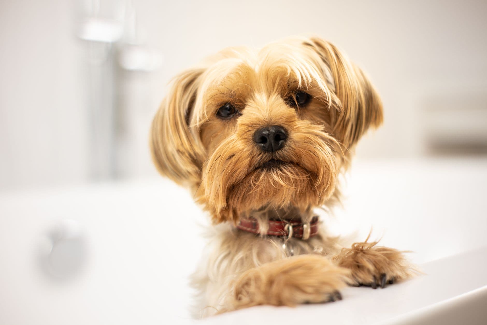 dog being washed bath