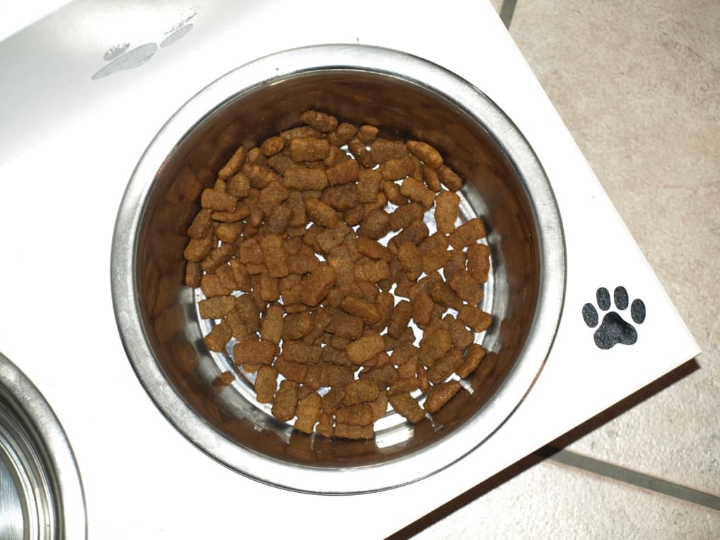 A syringe of probiotic paste being given to a dog as a quick remedy for a sudden upset tummy