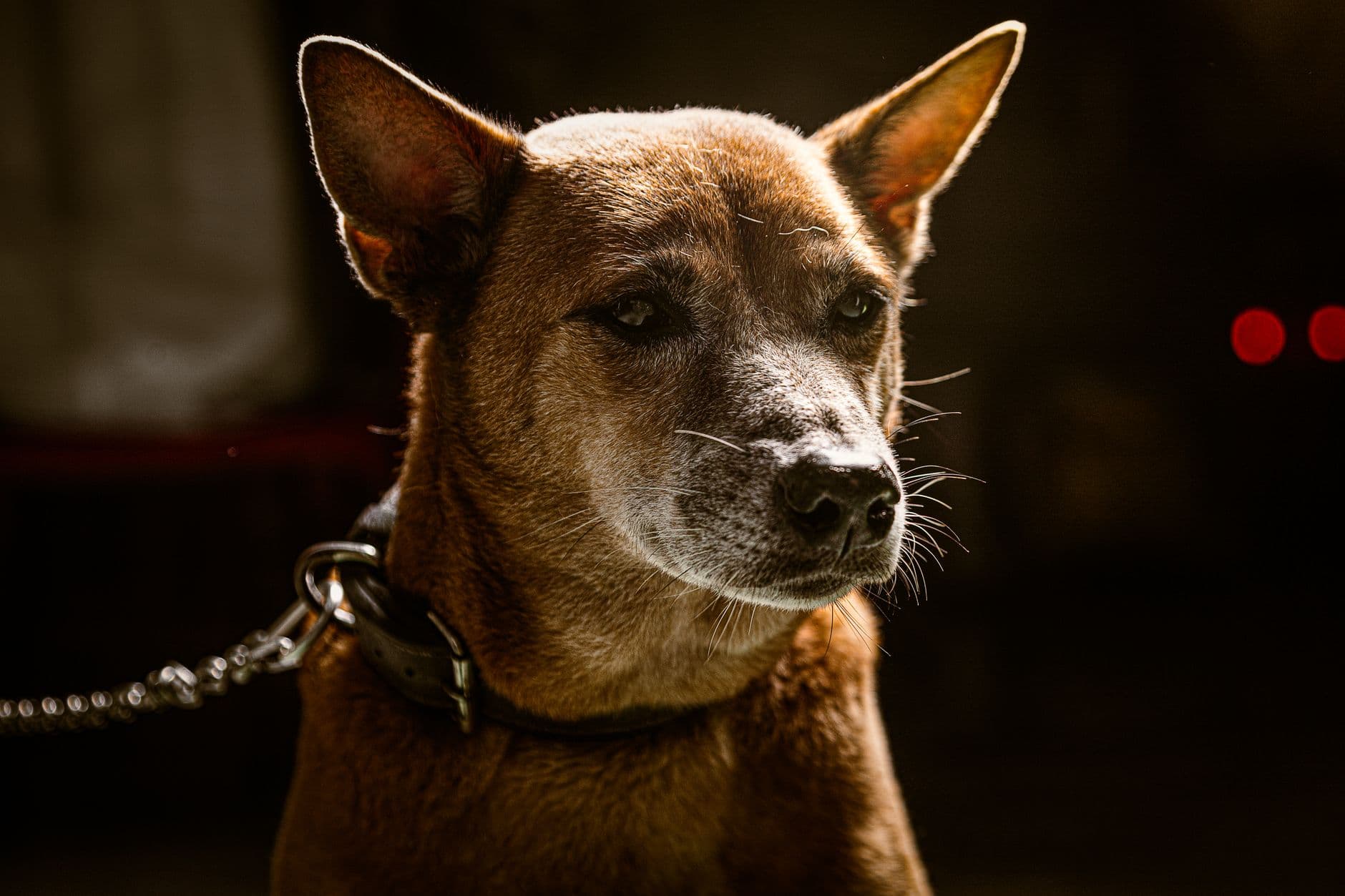 senior dog grey face