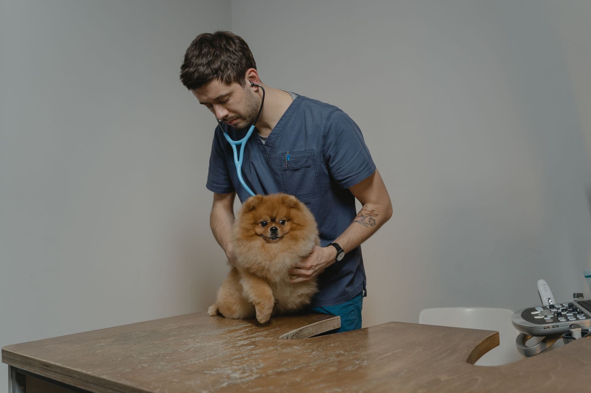A dog owner giving their dog a worming tablet wrapped in a small piece of food