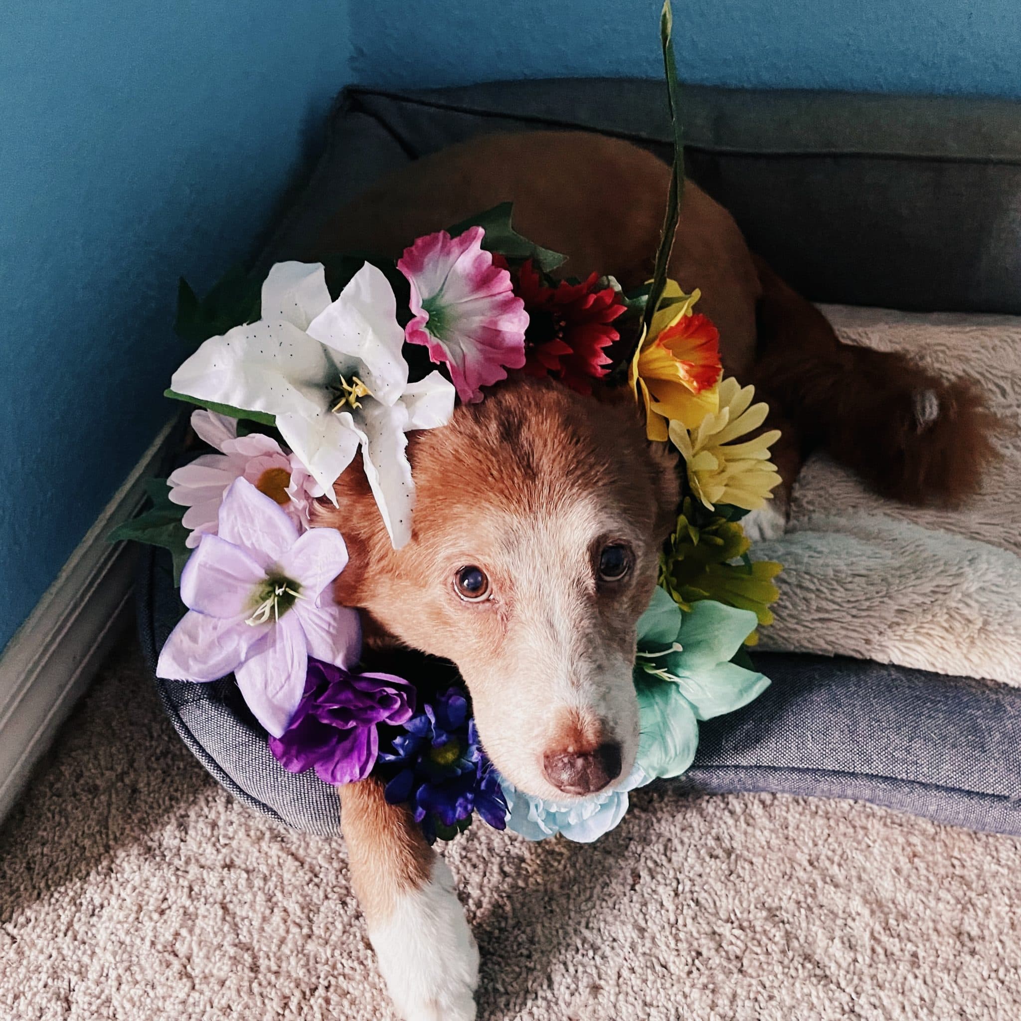 An anxious dog hiding under furniture during fireworks with ears back and tail tucked