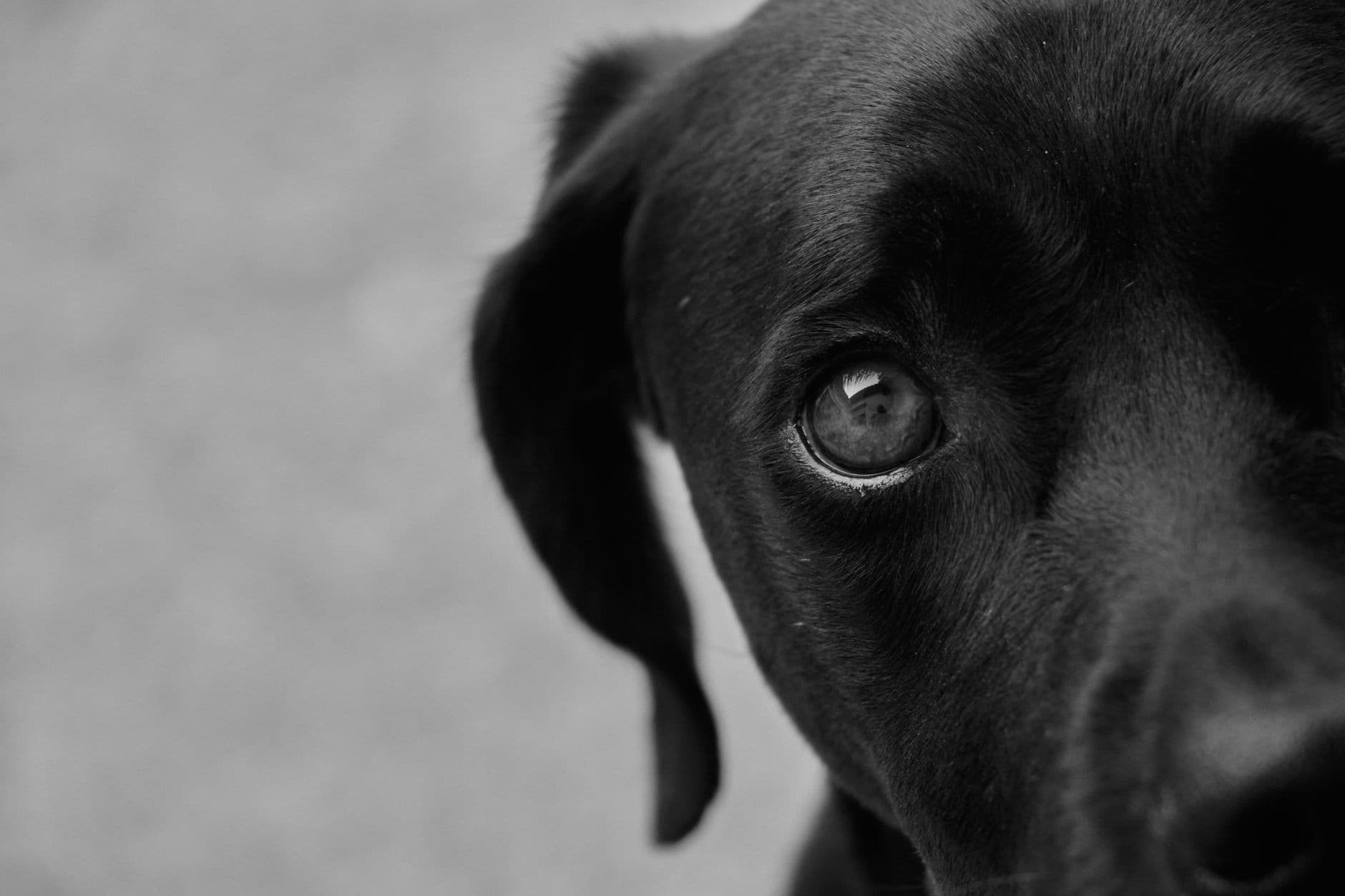 anxious dog hiding