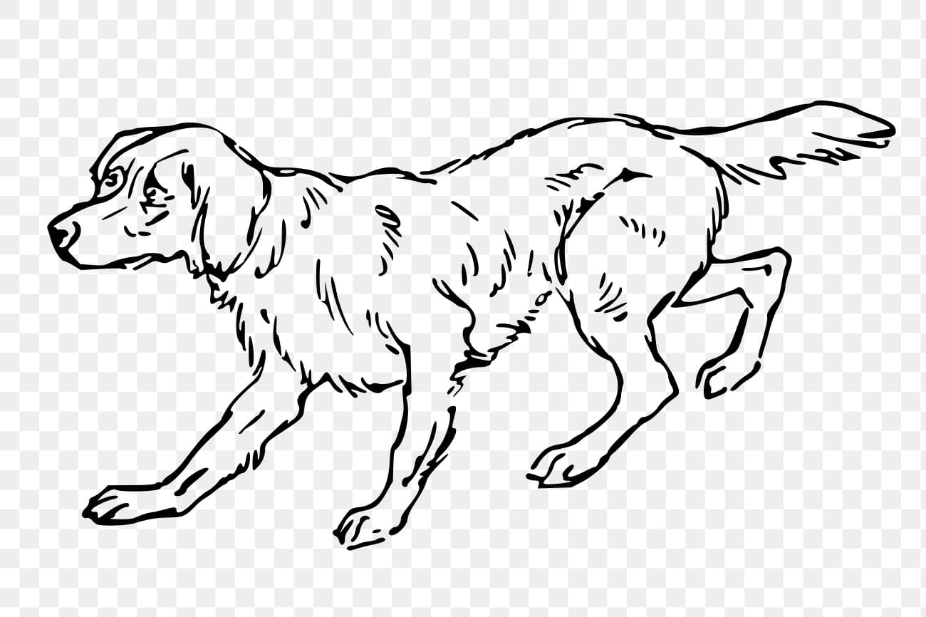 Calming Products for Anxious Dogs (NZ)