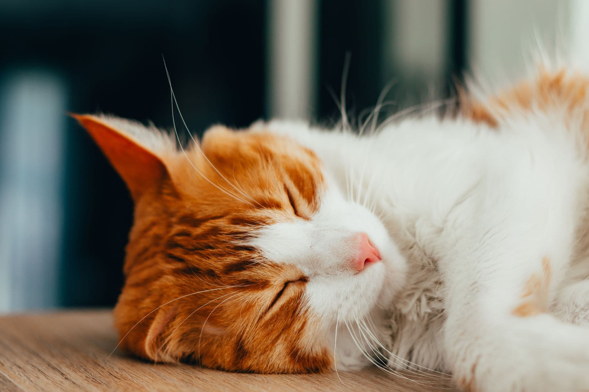 A grey cat relaxing on a cat shelf near a plug-in pheromone diffuser in a New Zealand living room