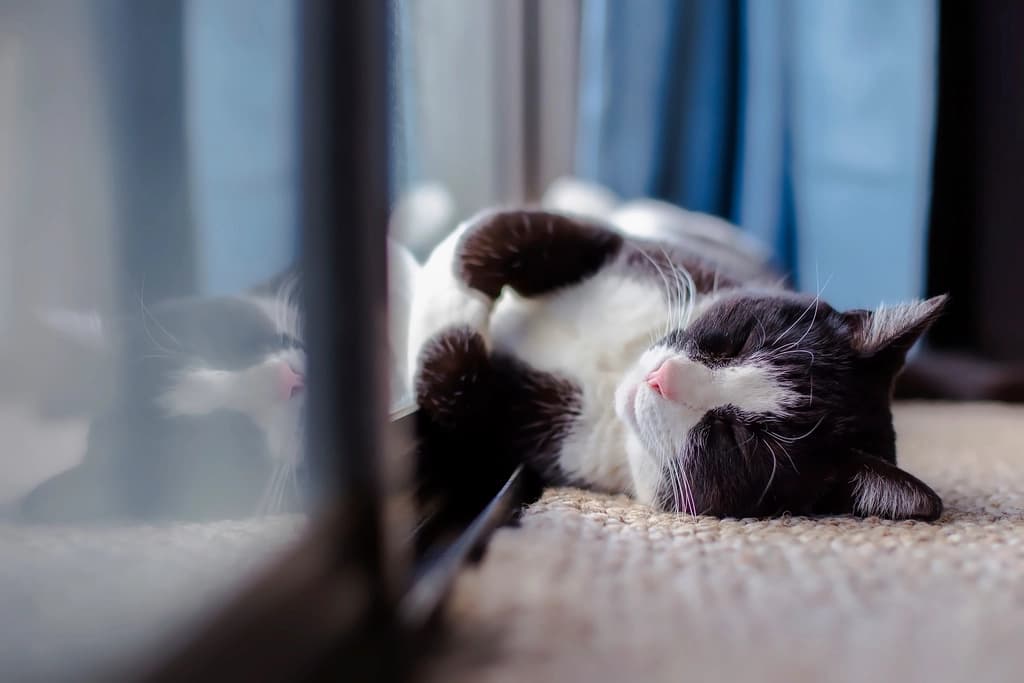 A grey cat relaxing on a cat shelf near a plug-in pheromone diffuser in a New Zealand living room