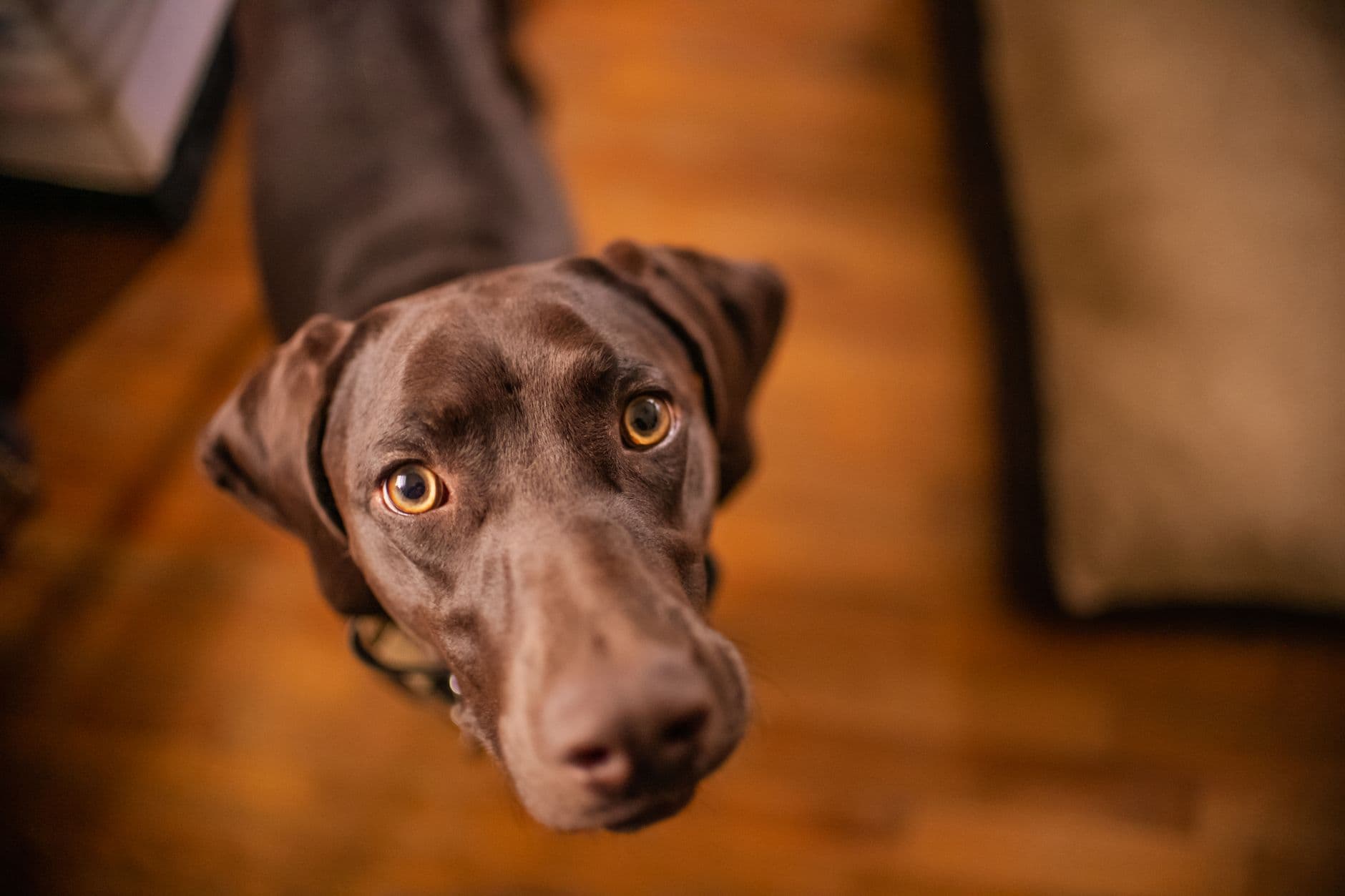 dog looking up at owner