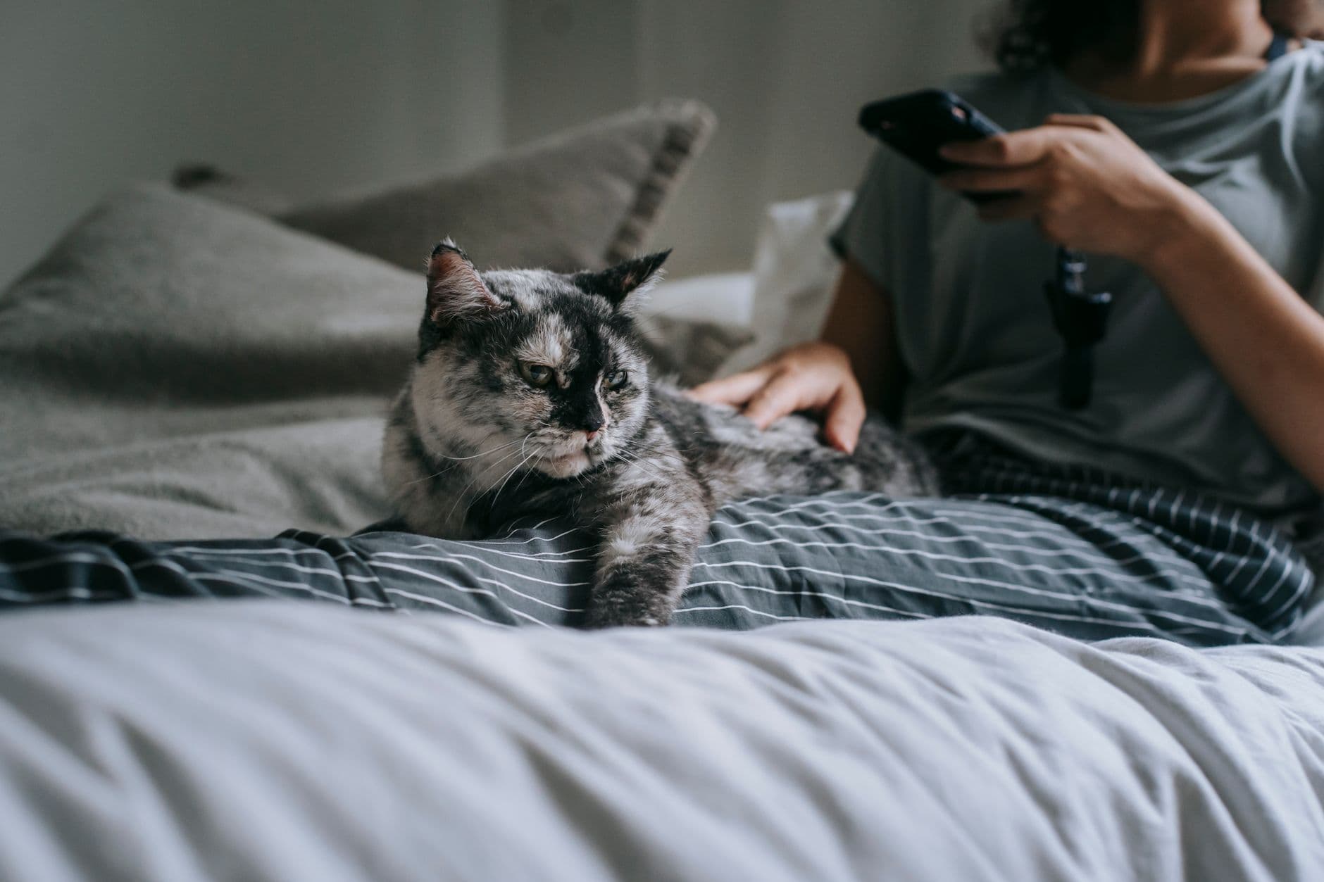 cat being held by owner