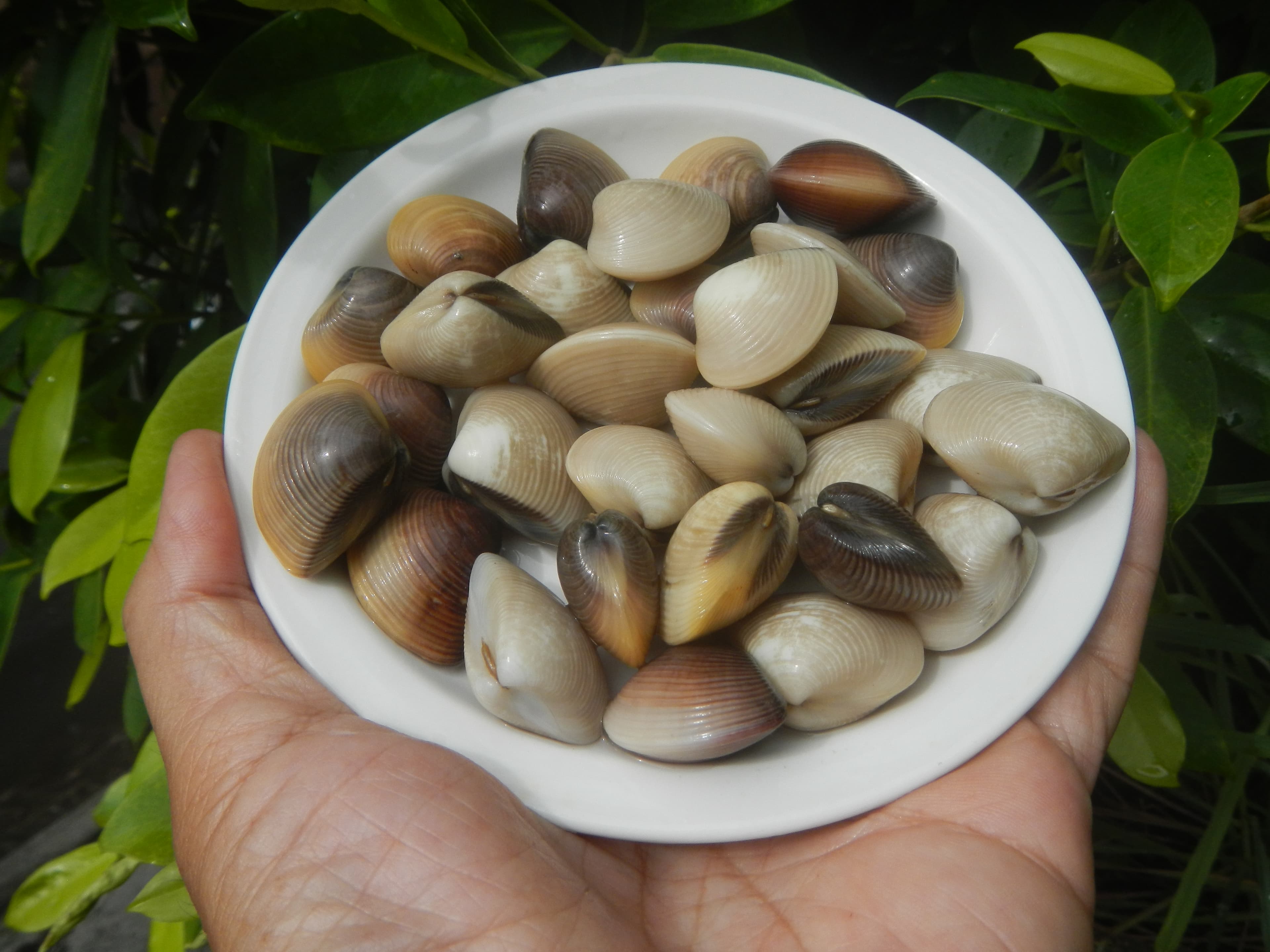 Cat Flea & Worm Combo Treatments (NZ)