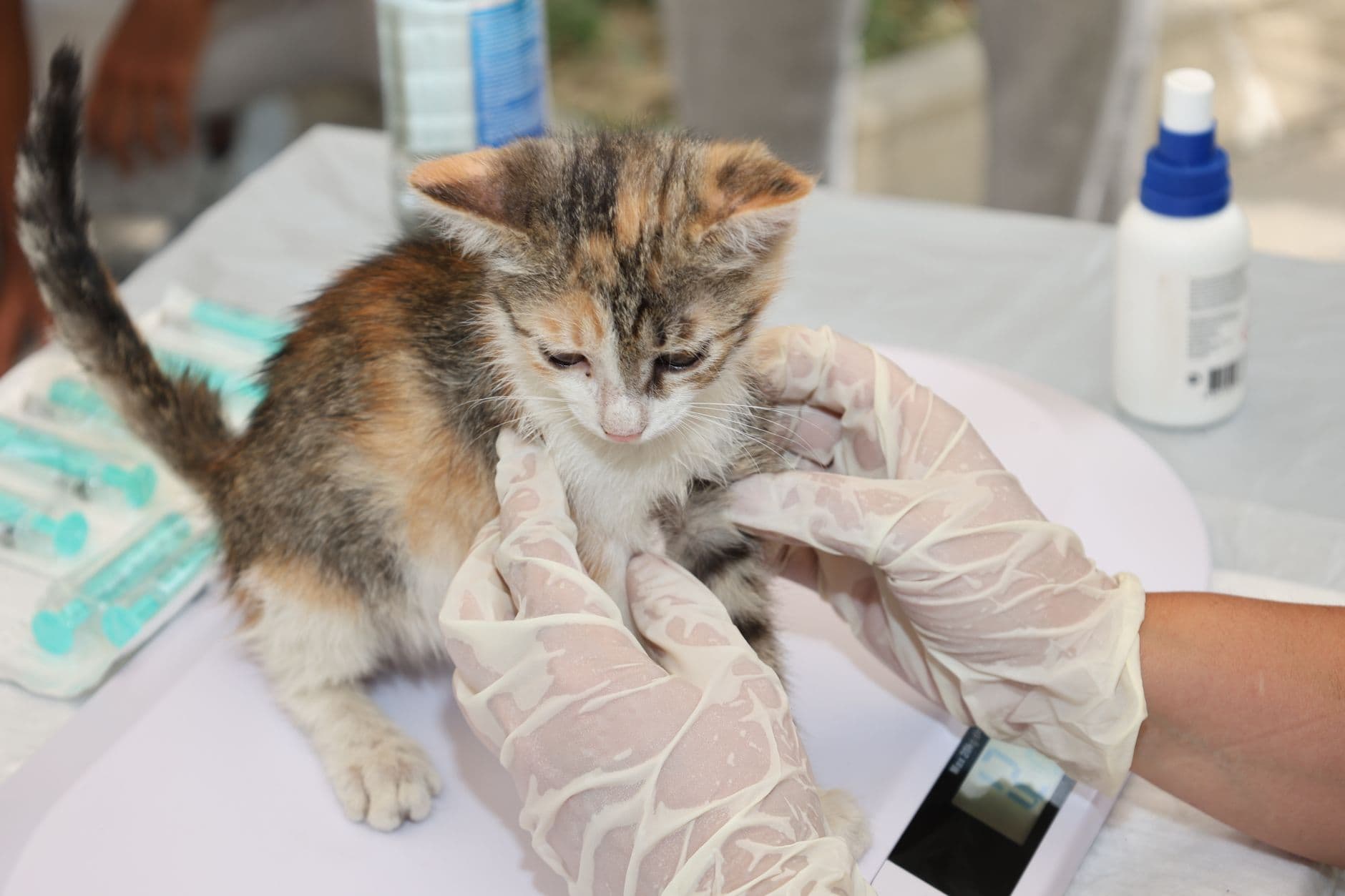 A cat being gently held while an owner checks the fur around its tail for signs of worms