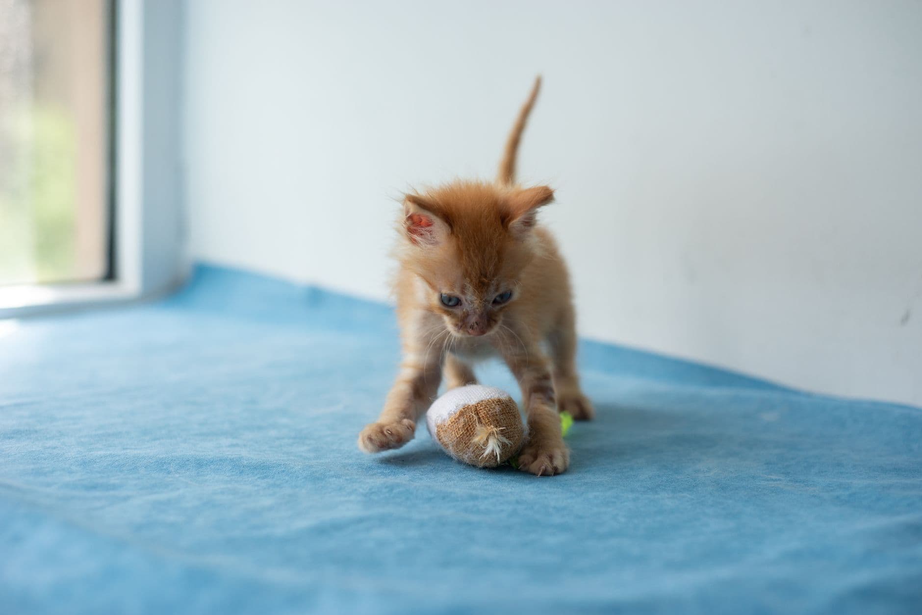 An owner hiding a small worming tablet inside a spoonful of wet cat food