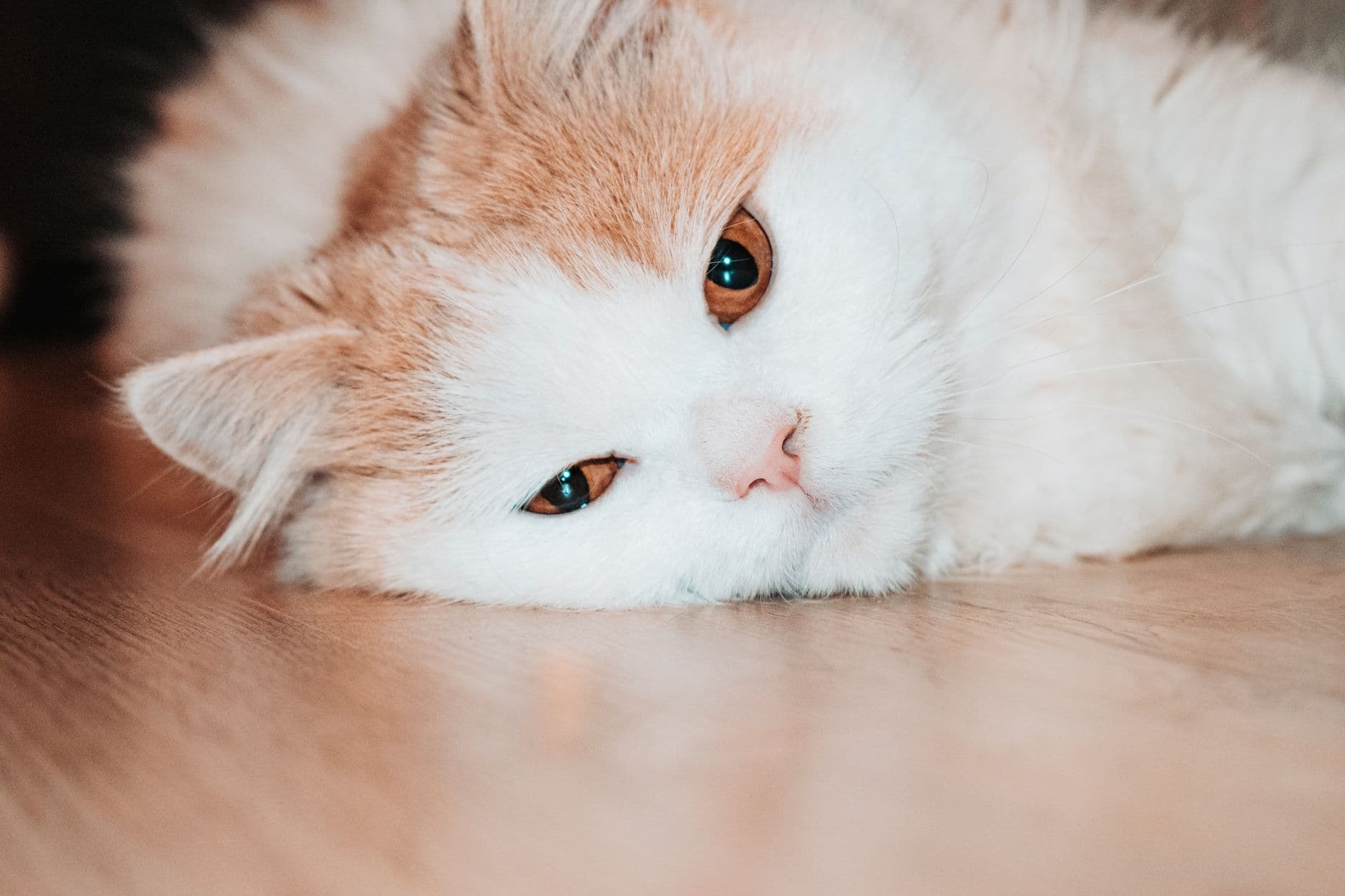 cat lying down relaxed