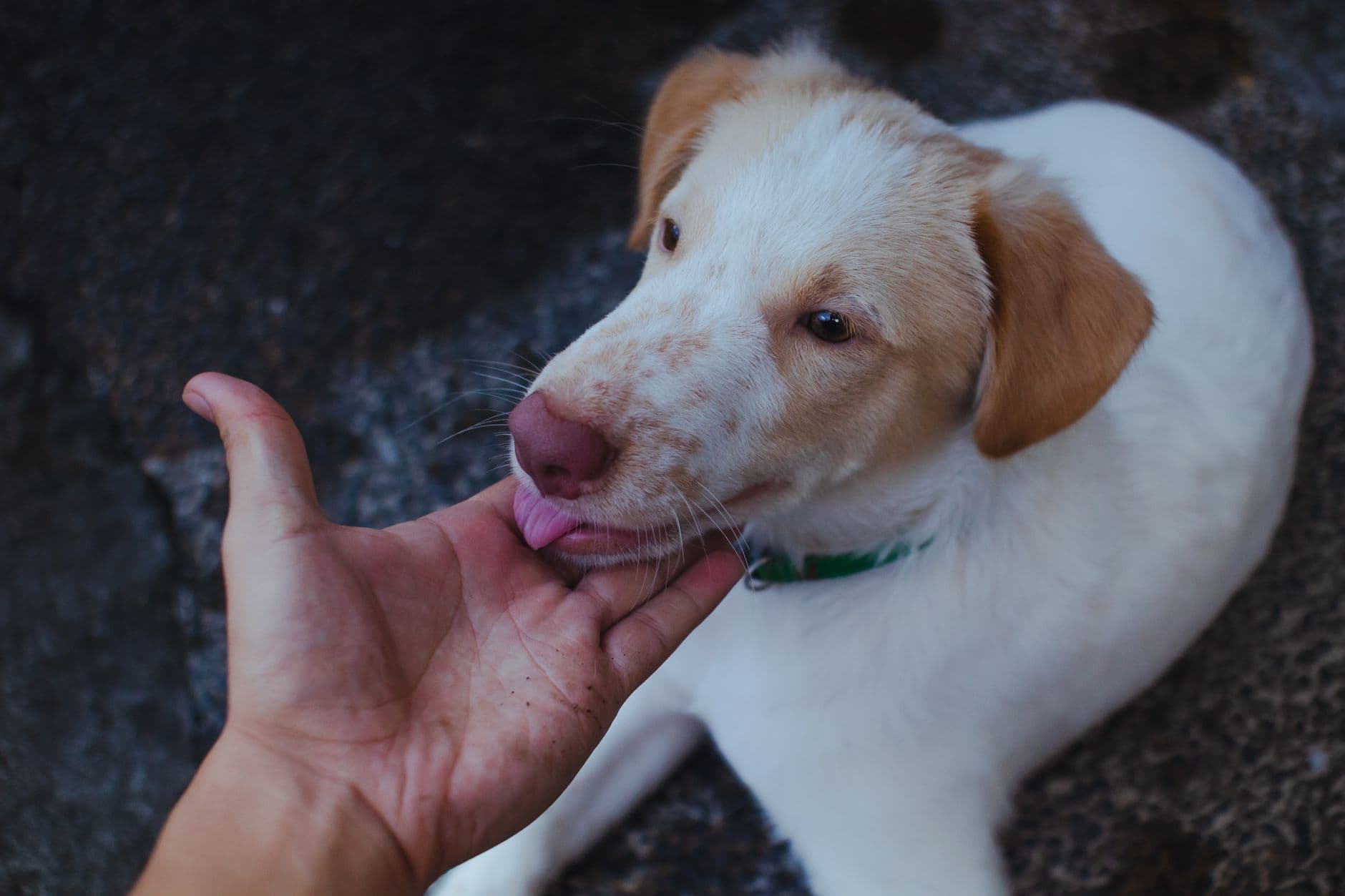 A vet examining the skin and coat of a dog during a consultation