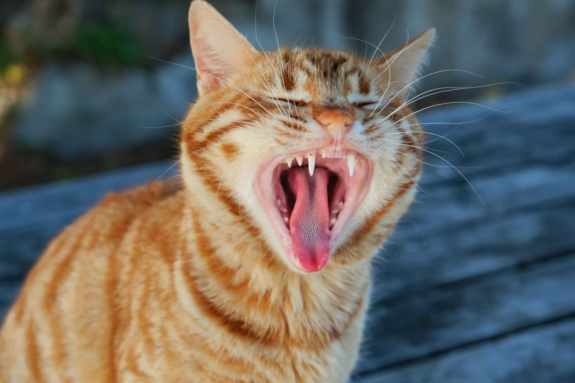 A cat being offered a dental treat and a dog chewing a dental chew, with a pet toothbrush and toothpaste tube nearby