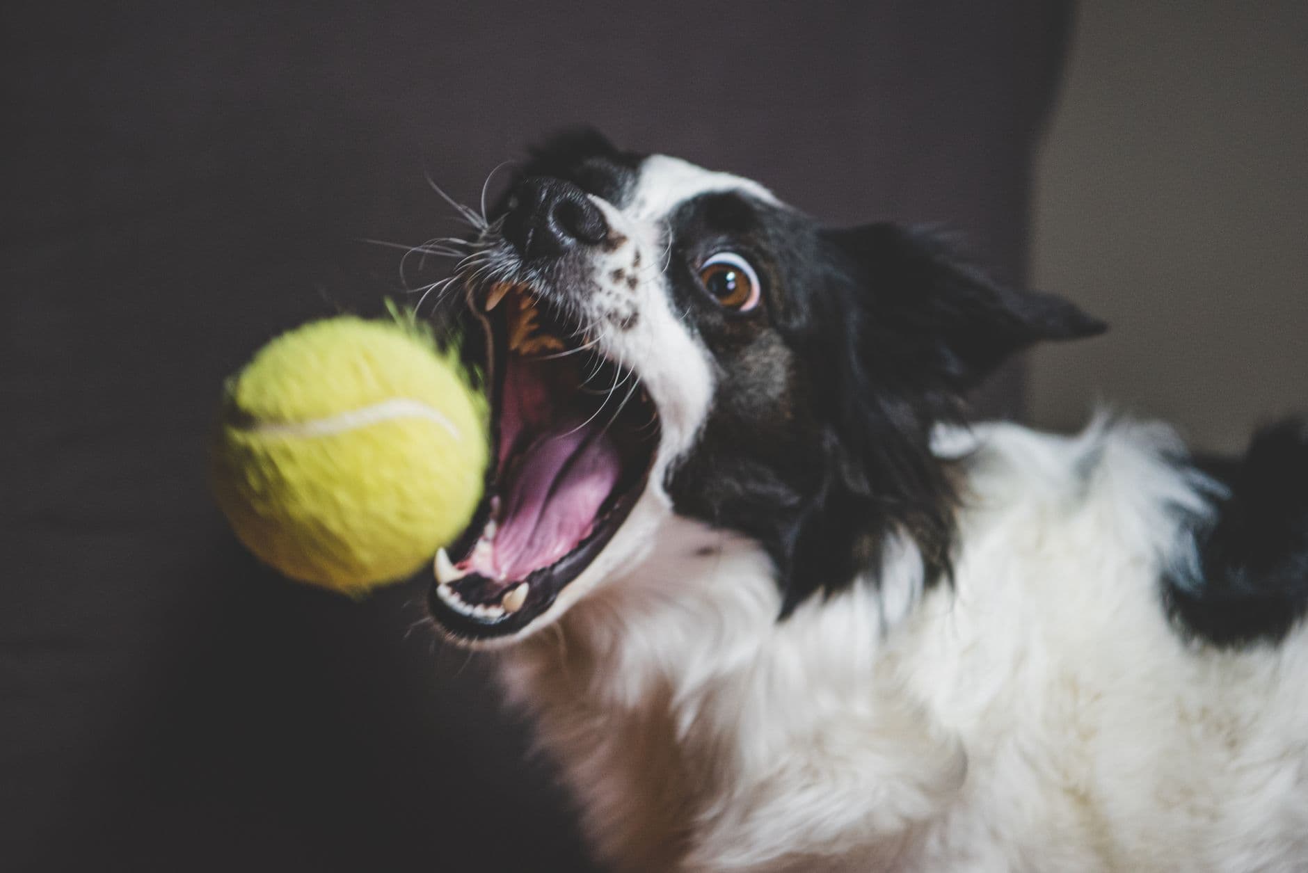 dog showing teeth smile