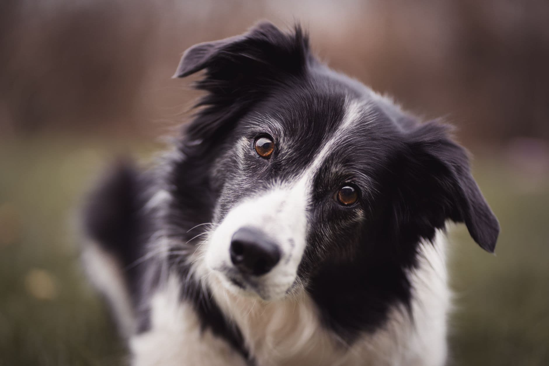 An anxious dog lying low with ears back and wide eyes, looking tense and unsettled