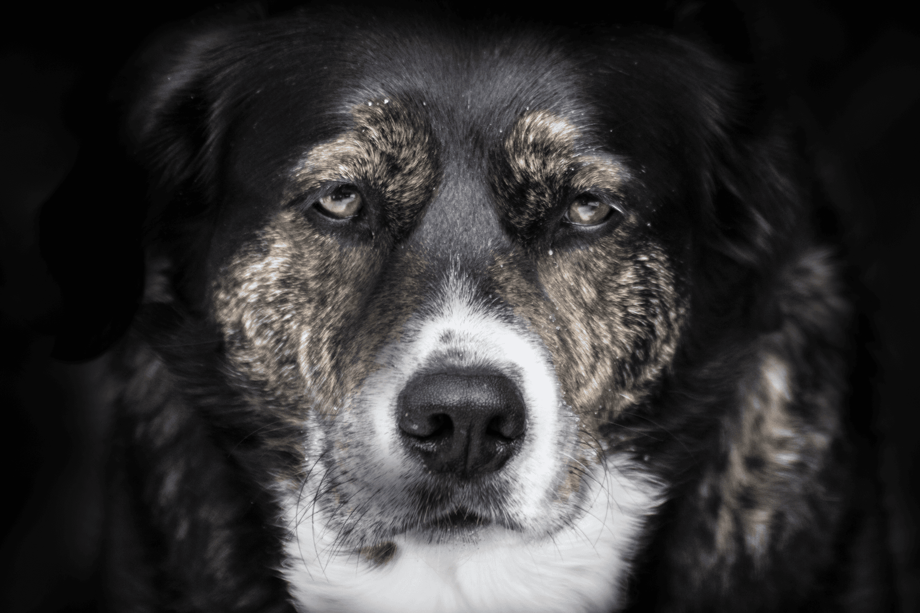 scared dog during thunderstorm
