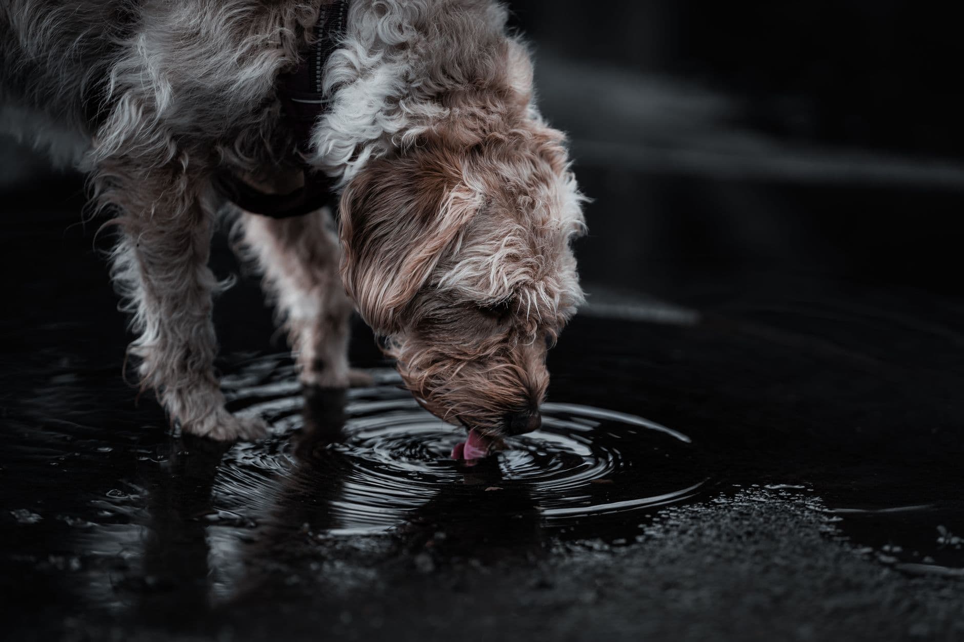 A worried dog owner sitting on the floor beside their dog, with a water bowl nearby