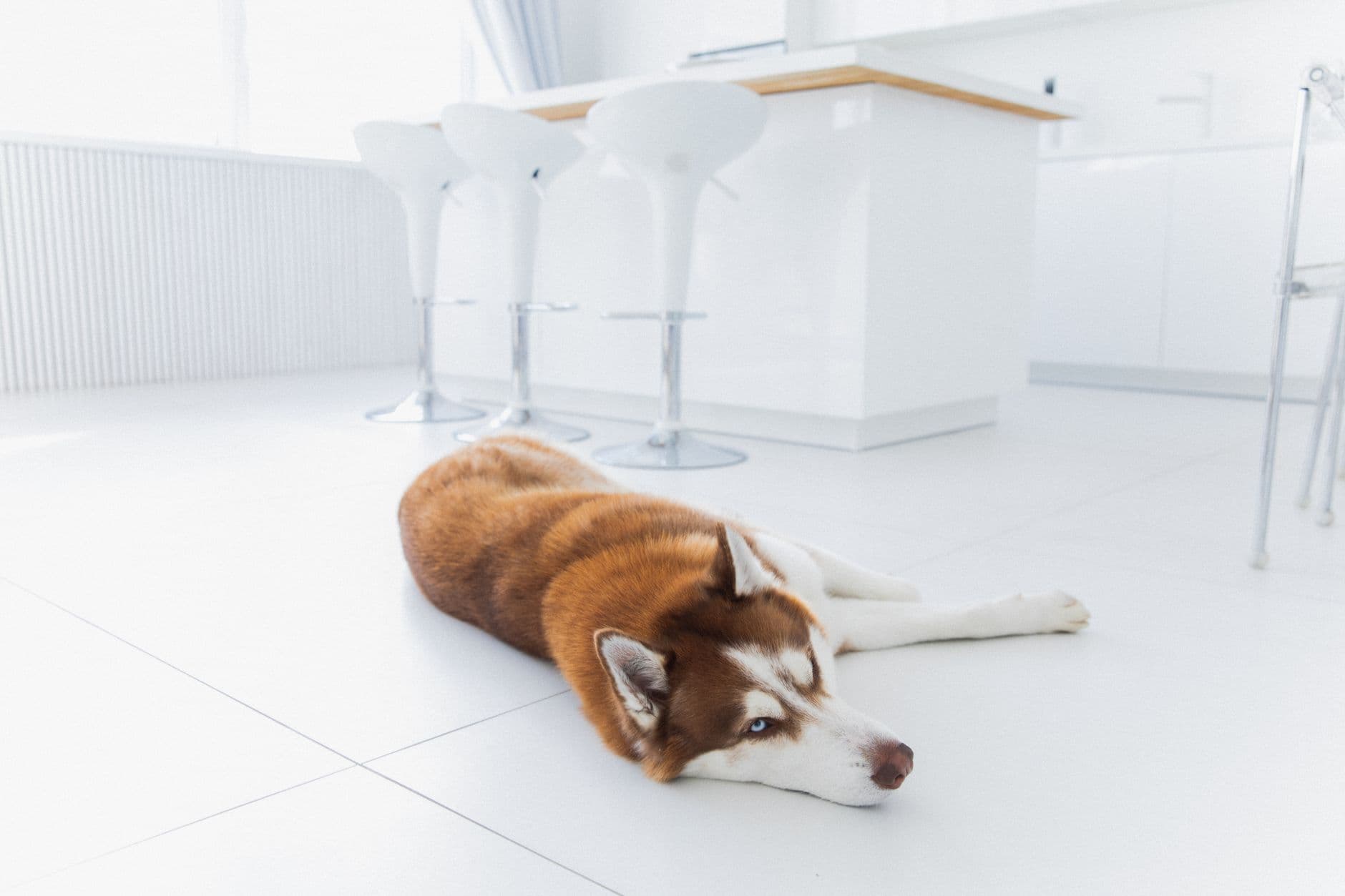 dog resting on floor