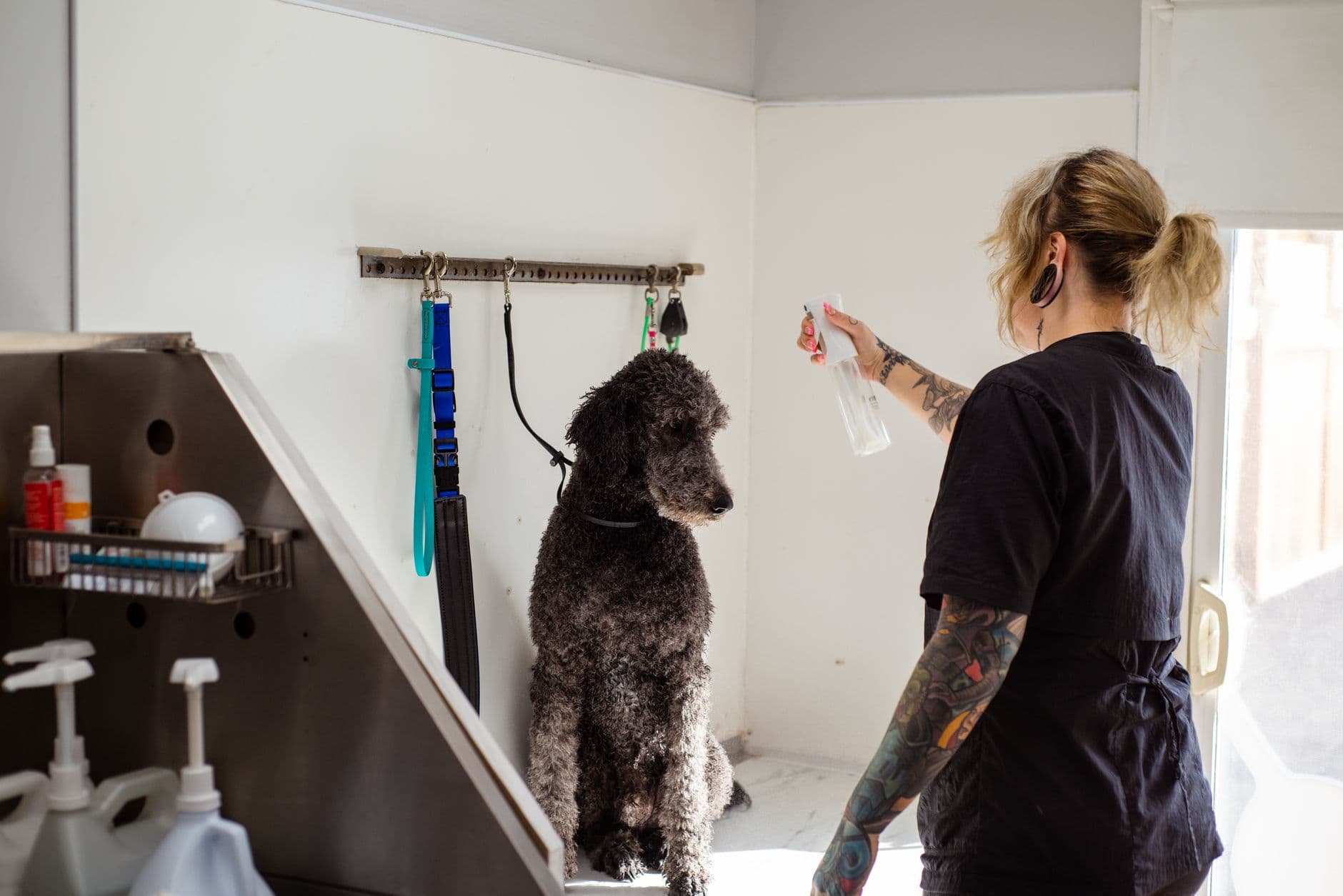 Owner gently lifting a dog's ear flap to check for redness and discharge inside the ear
