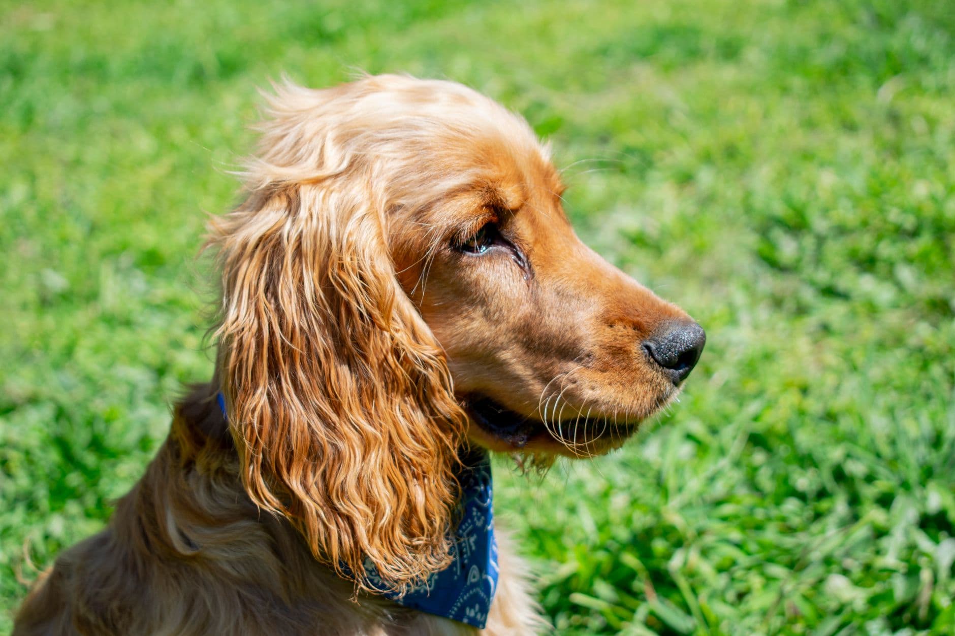 Owner massaging the base of a dog's ear after applying ear cleaner, with cotton wool nearby