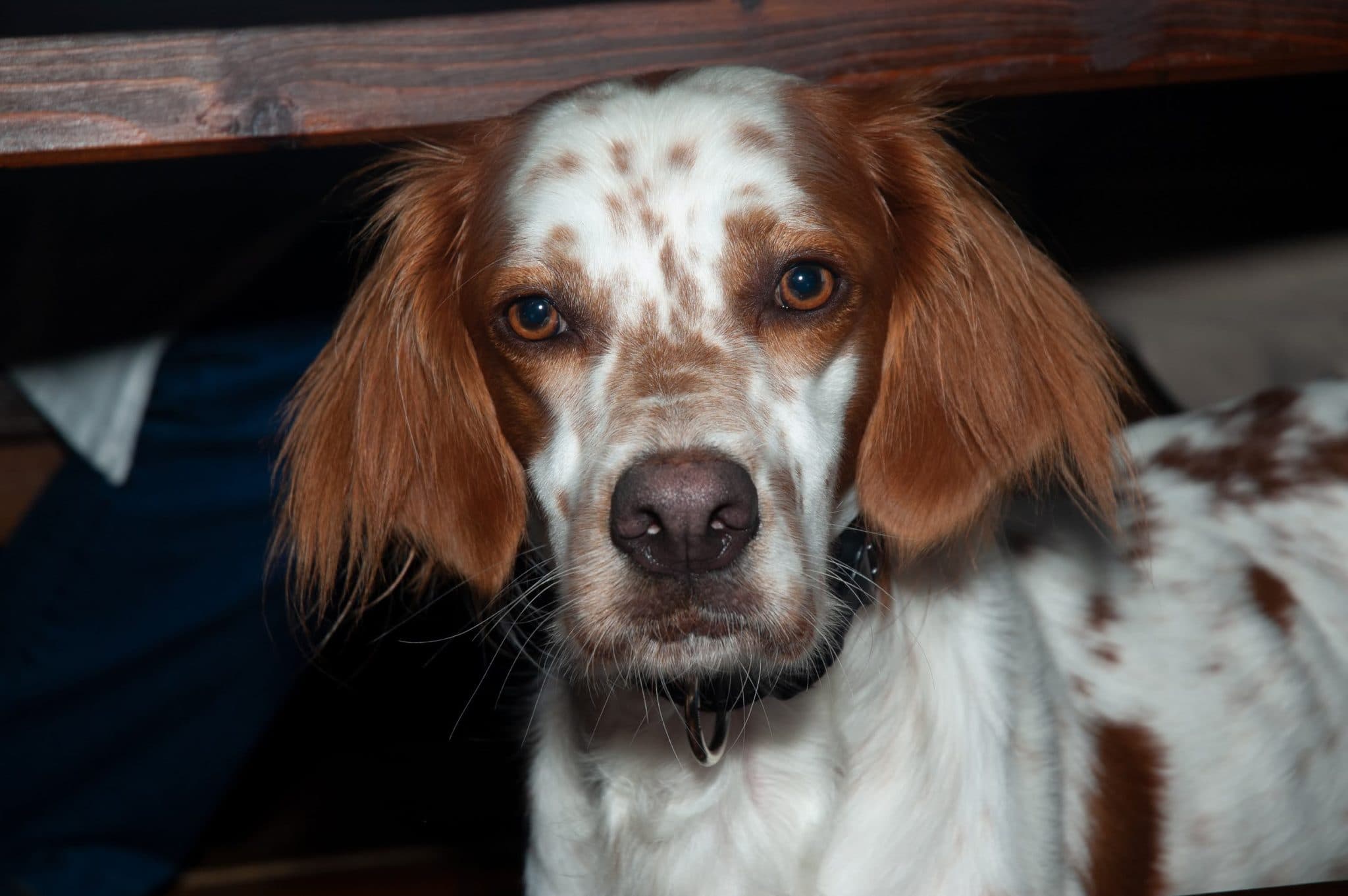 Owner massaging the base of a dog's ear after applying ear cleaner, with cotton wool nearby