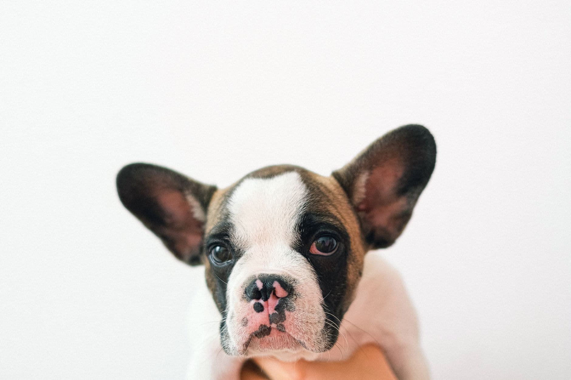 dog with floppy ears