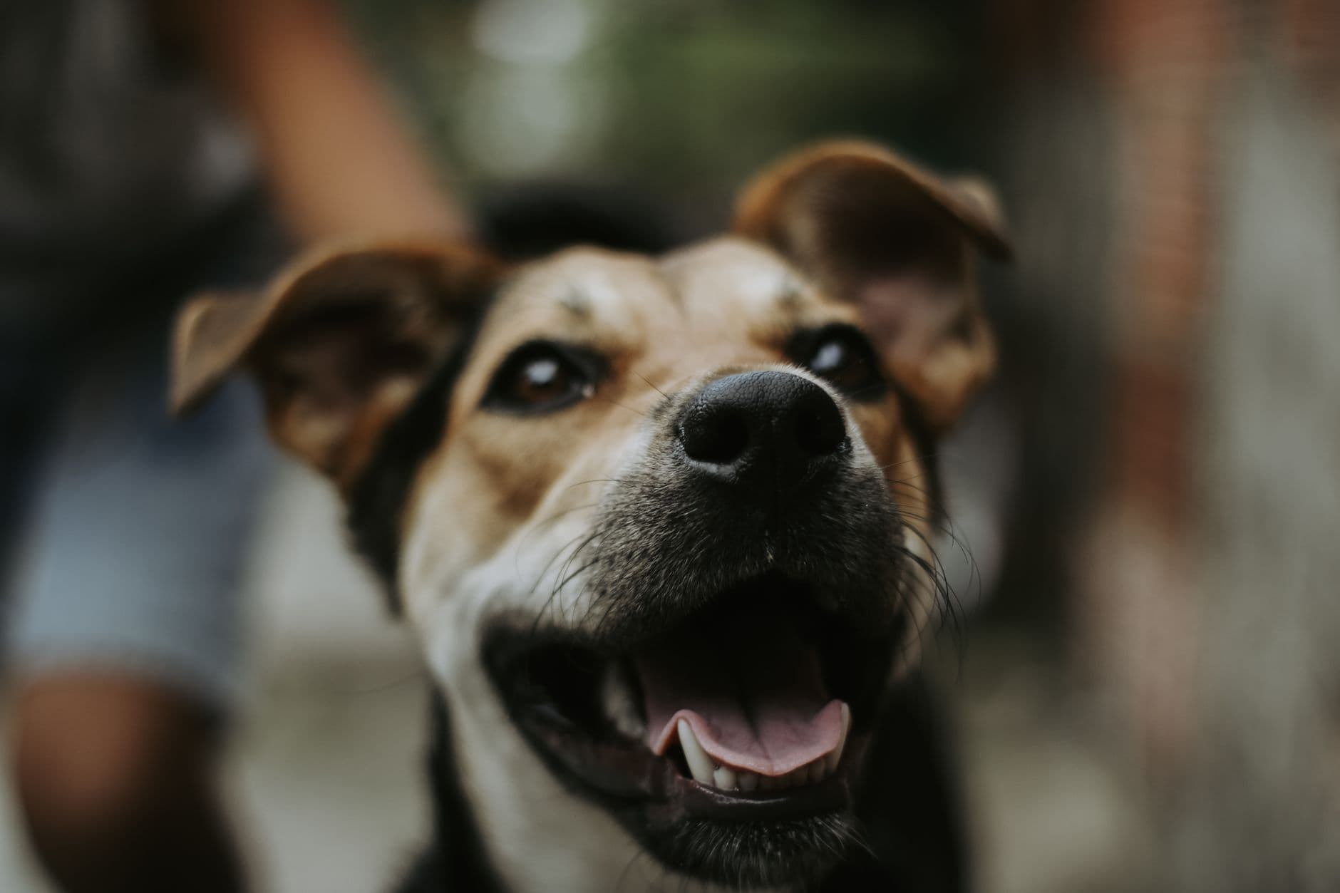 A dog happily taking a monthly chewable flea and worm tablet from its owner's hand