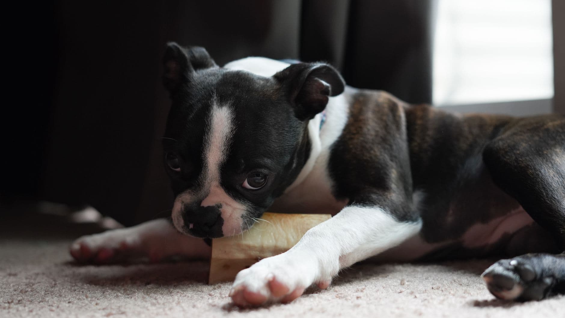 owner giving dog a chew treat