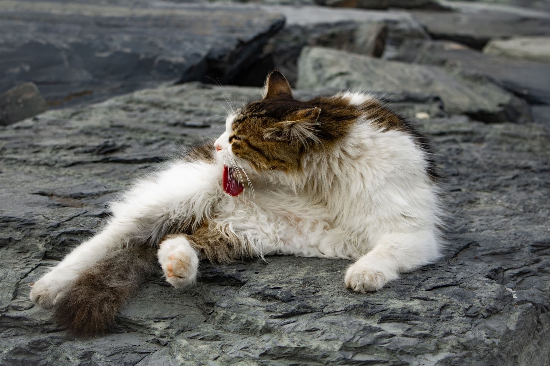 A hand parting a cat's neck fur to apply a spot-on flea treatment to the skin