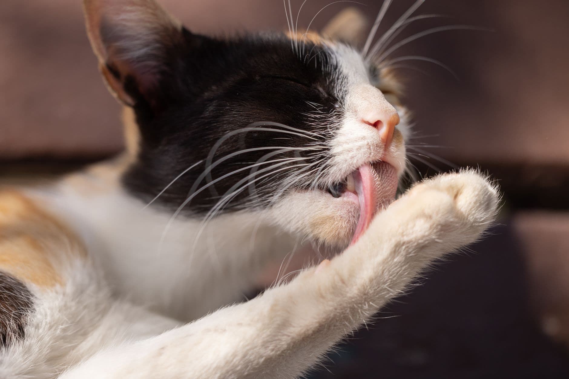 A person running a fine-toothed flea comb through a tabby cat's fur near the base of the tail